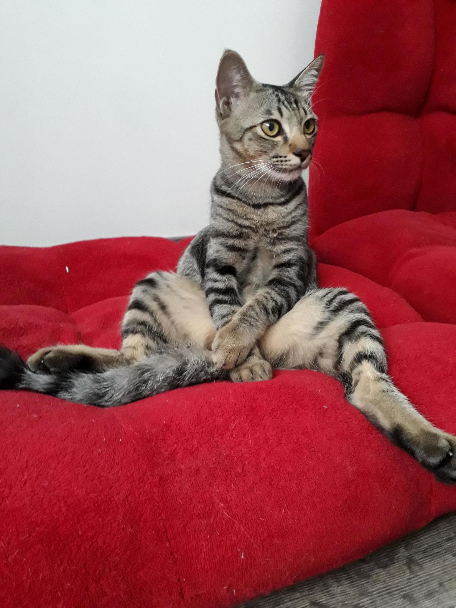 Very Polite Cat, Also I Didnt Put Him in This Position