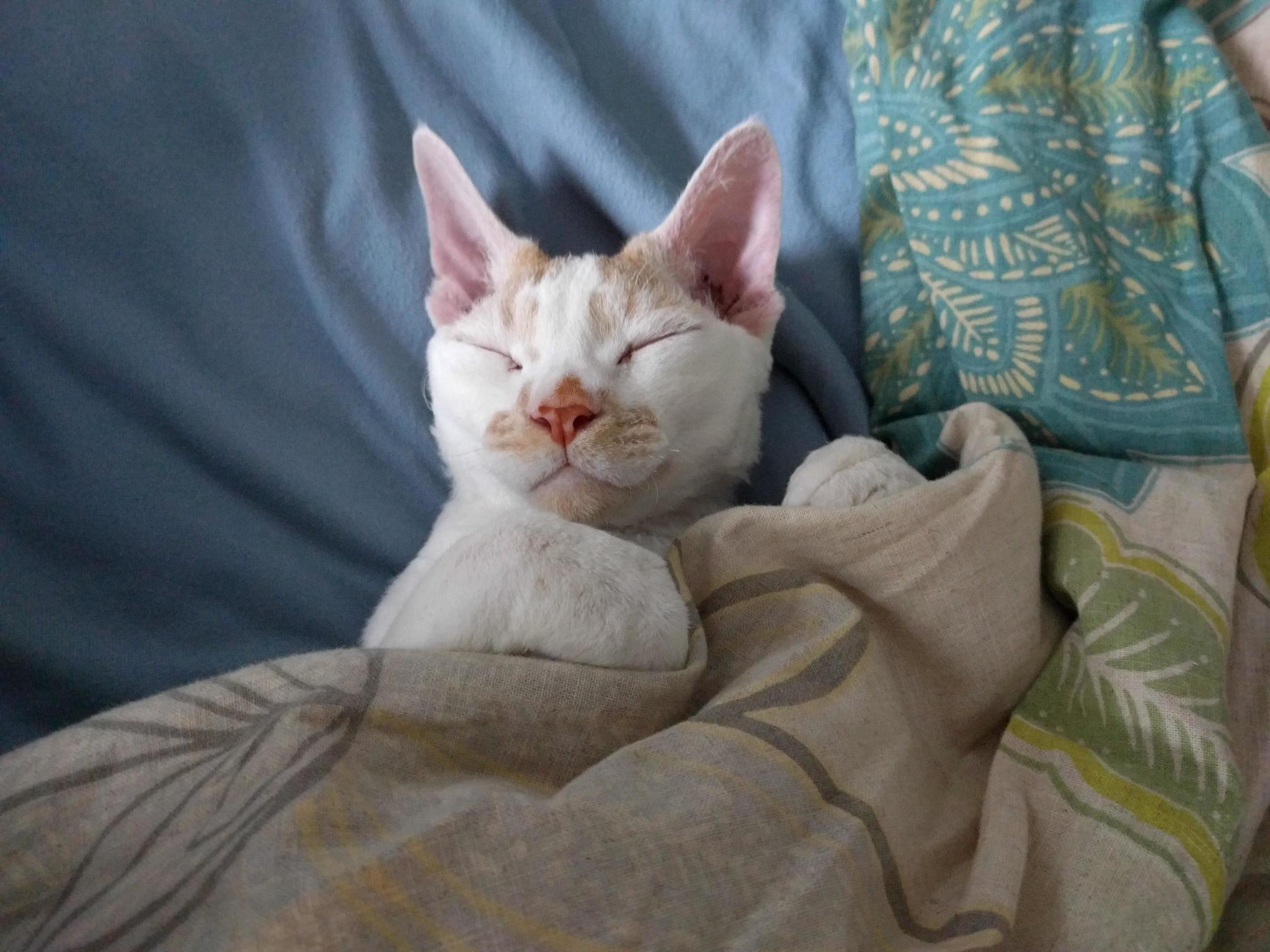 Walked in on My Moms Cat Making Himself at Home on Her Bed