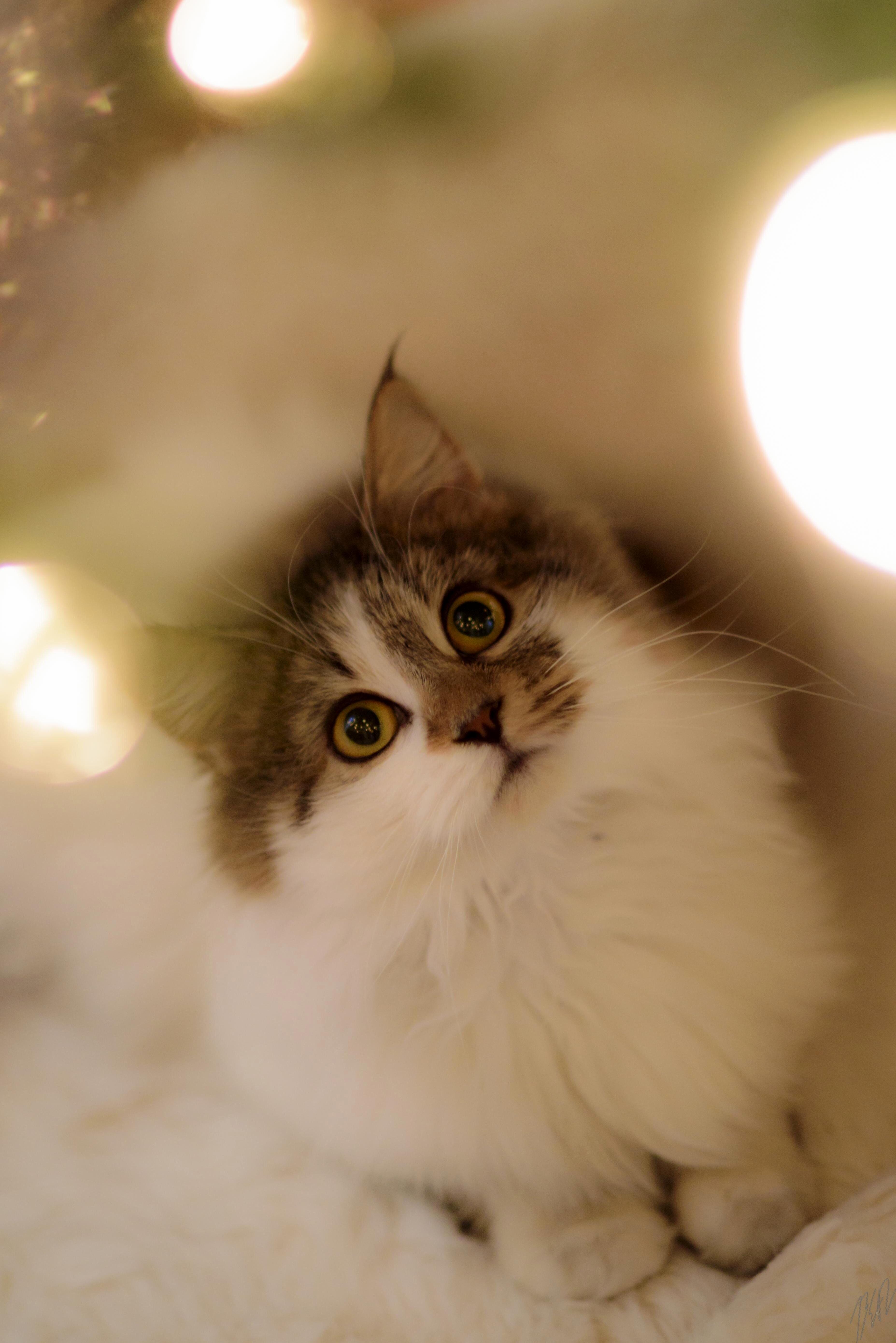 We Adopted Our First Fur Baby!
