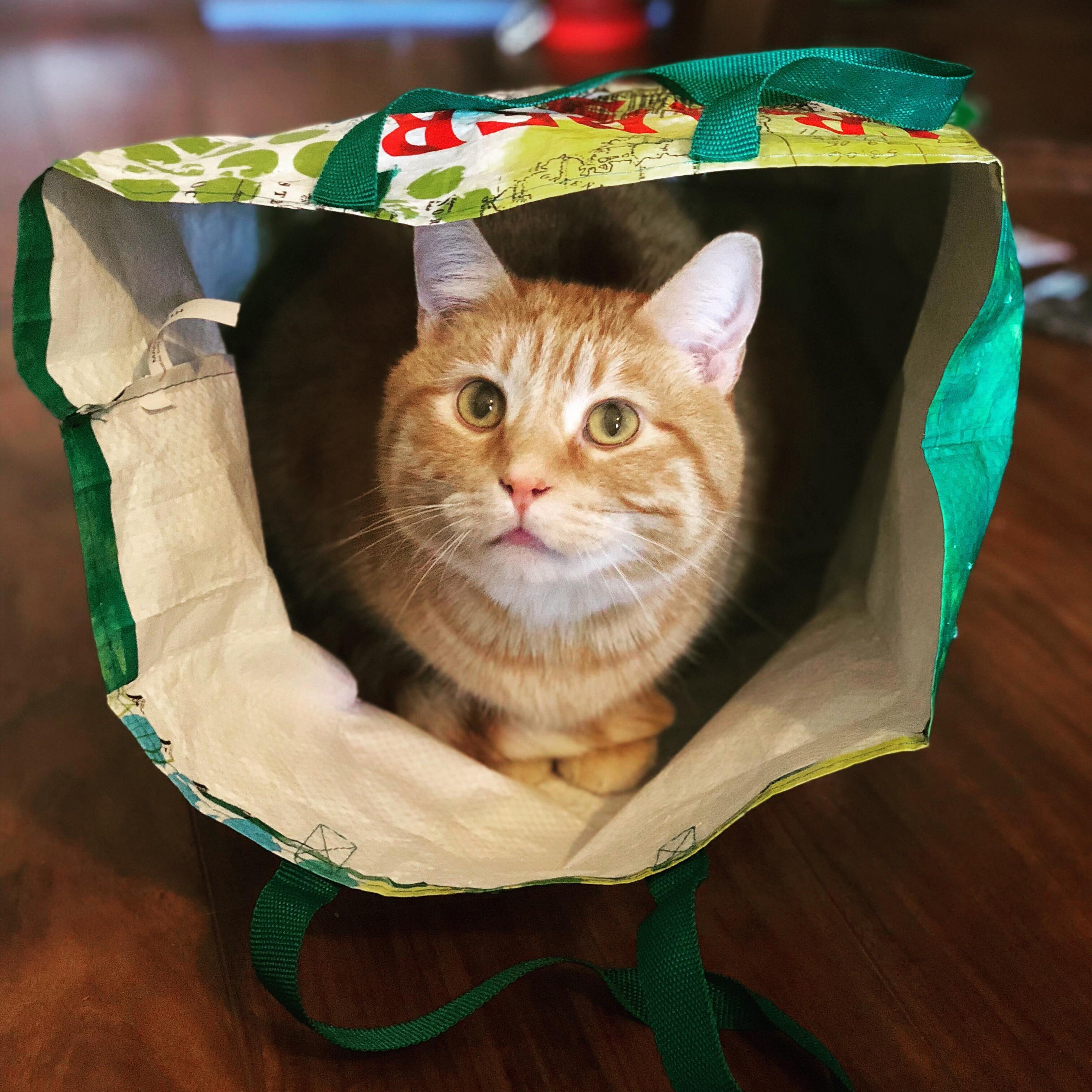 We Call Him Bubby. Bub Bubs. Bubba. Meet Hobbes )