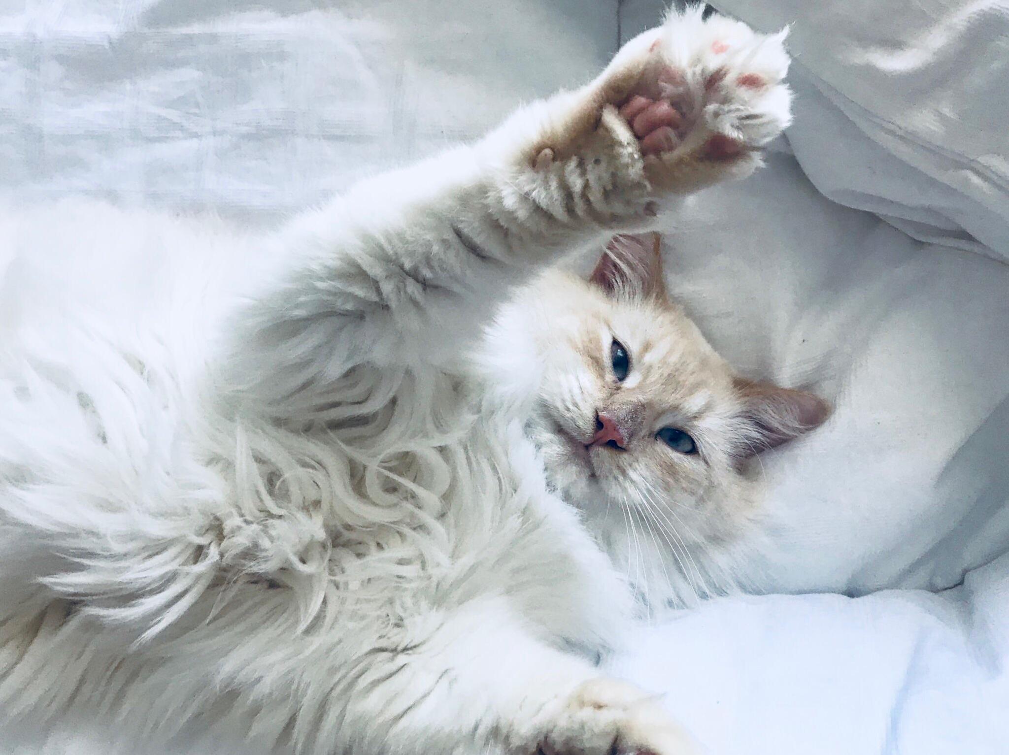 We Got a New Cat Yesterday and Hes the Most Photogenic and Beautiful Human Ive Ever Met. His Name Is David.