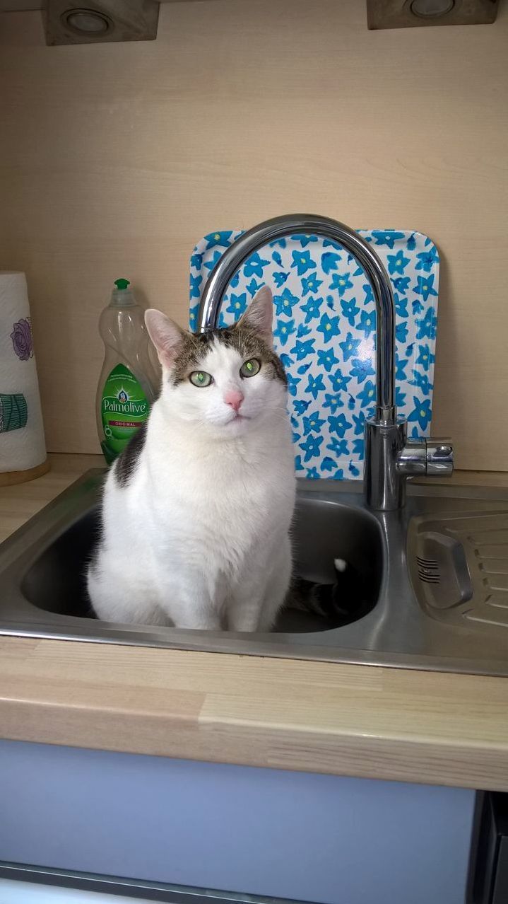 Well, I Guess Ill Do the Dishes Tomorrow Then