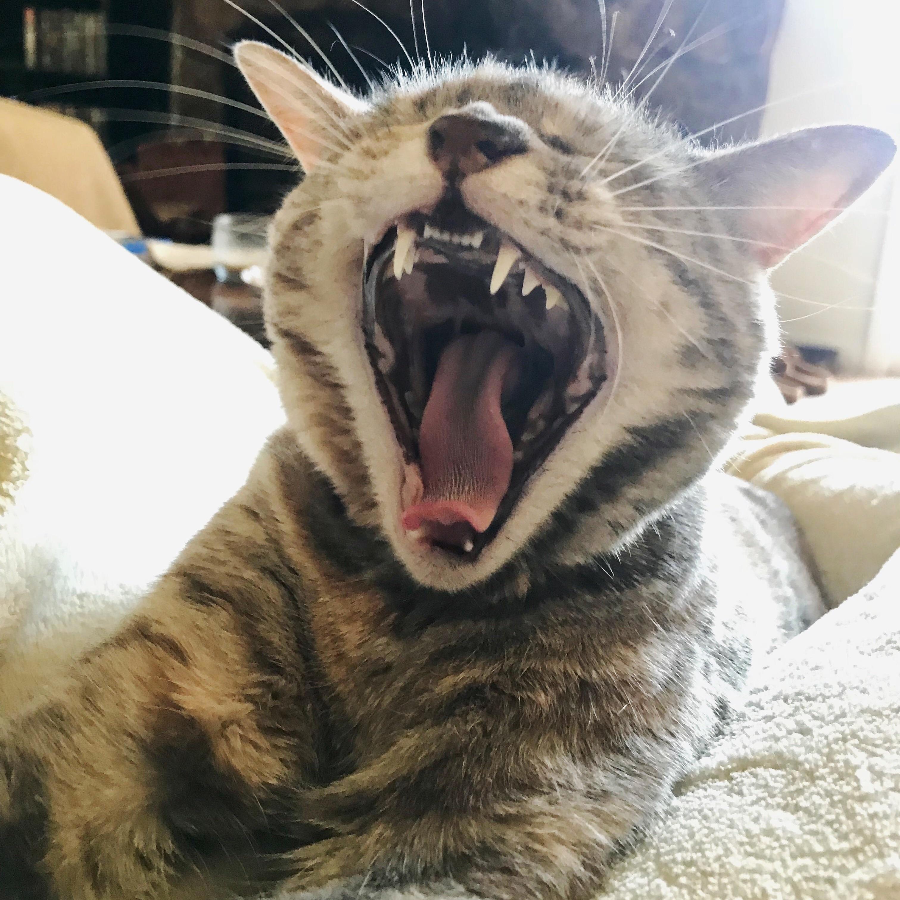 Were Having a Lazy Caturday