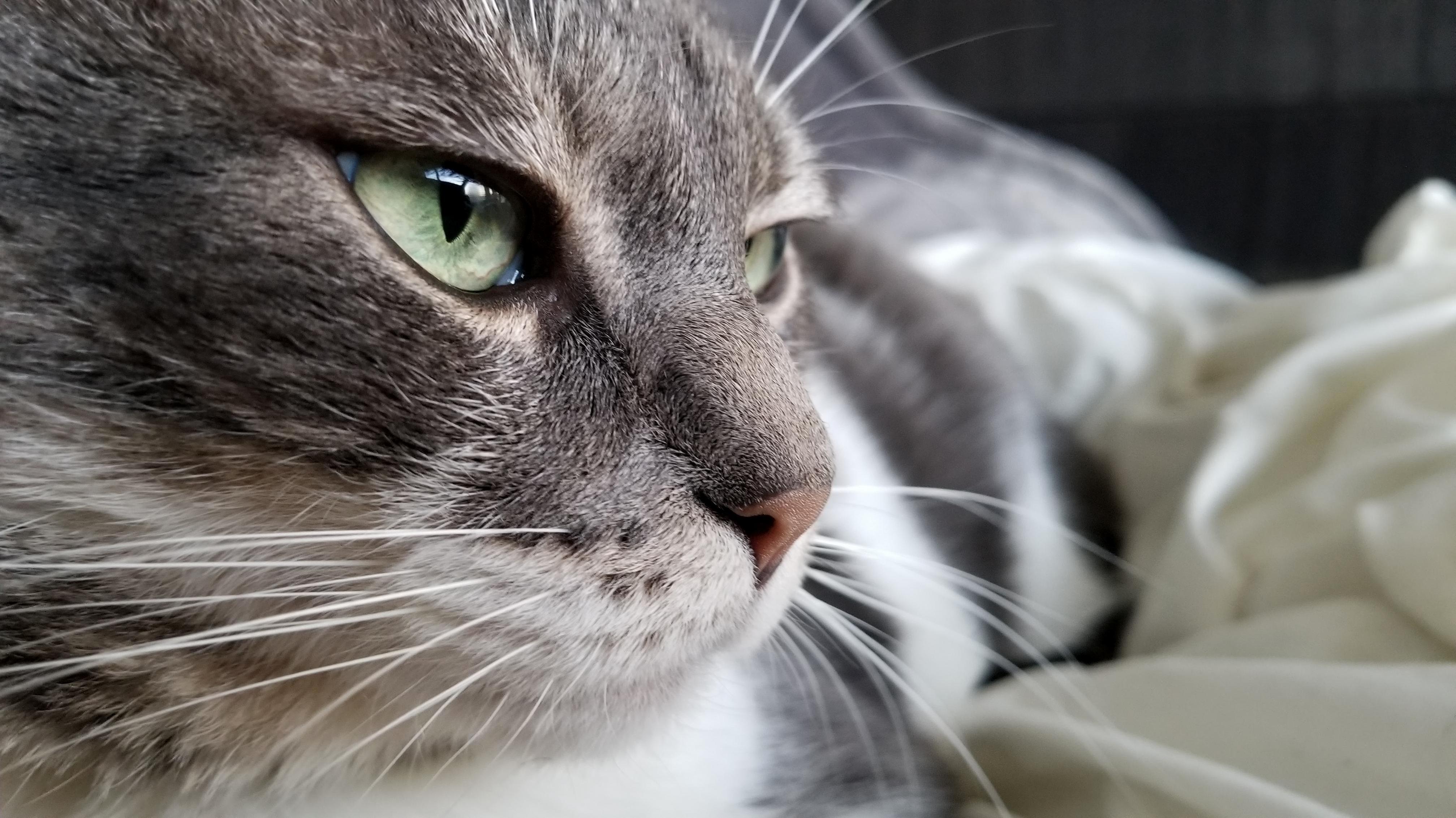 When Your Cat Is a Model