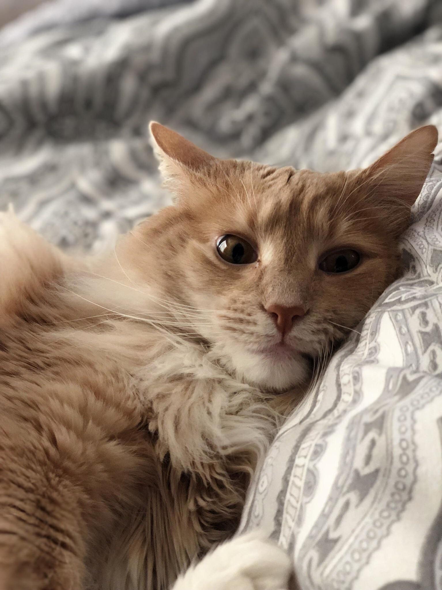Where Were You When the Catnip Hit