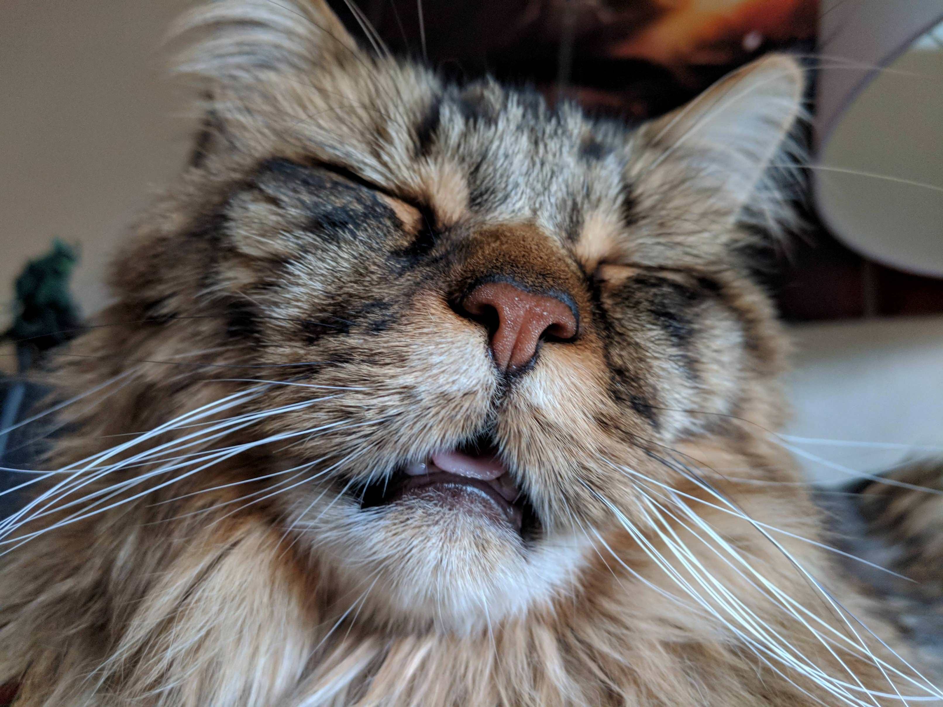 While You All Post Cute Sleeping Photos of Your Cats, I Get to Look at This Face.