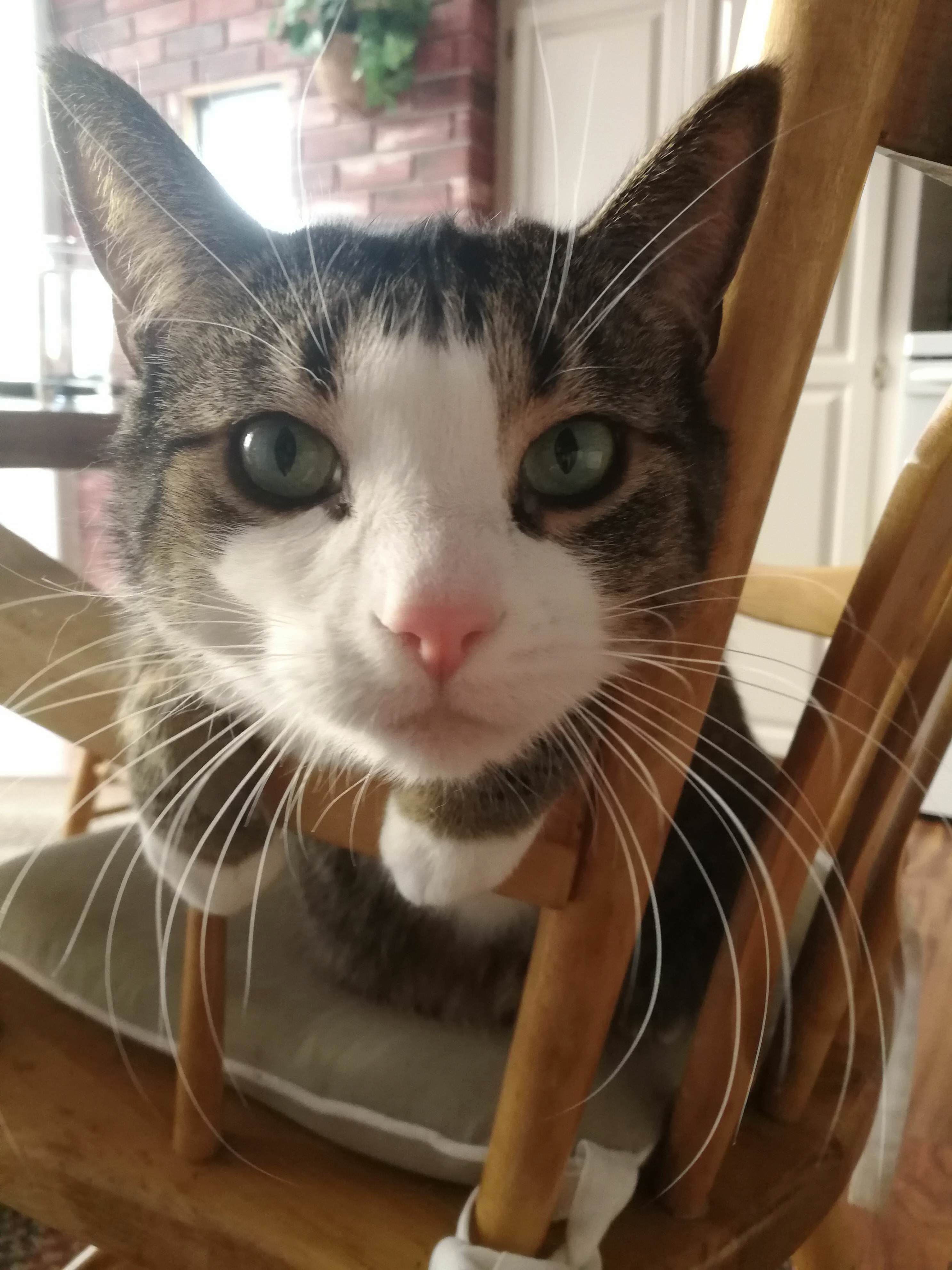Whiskers