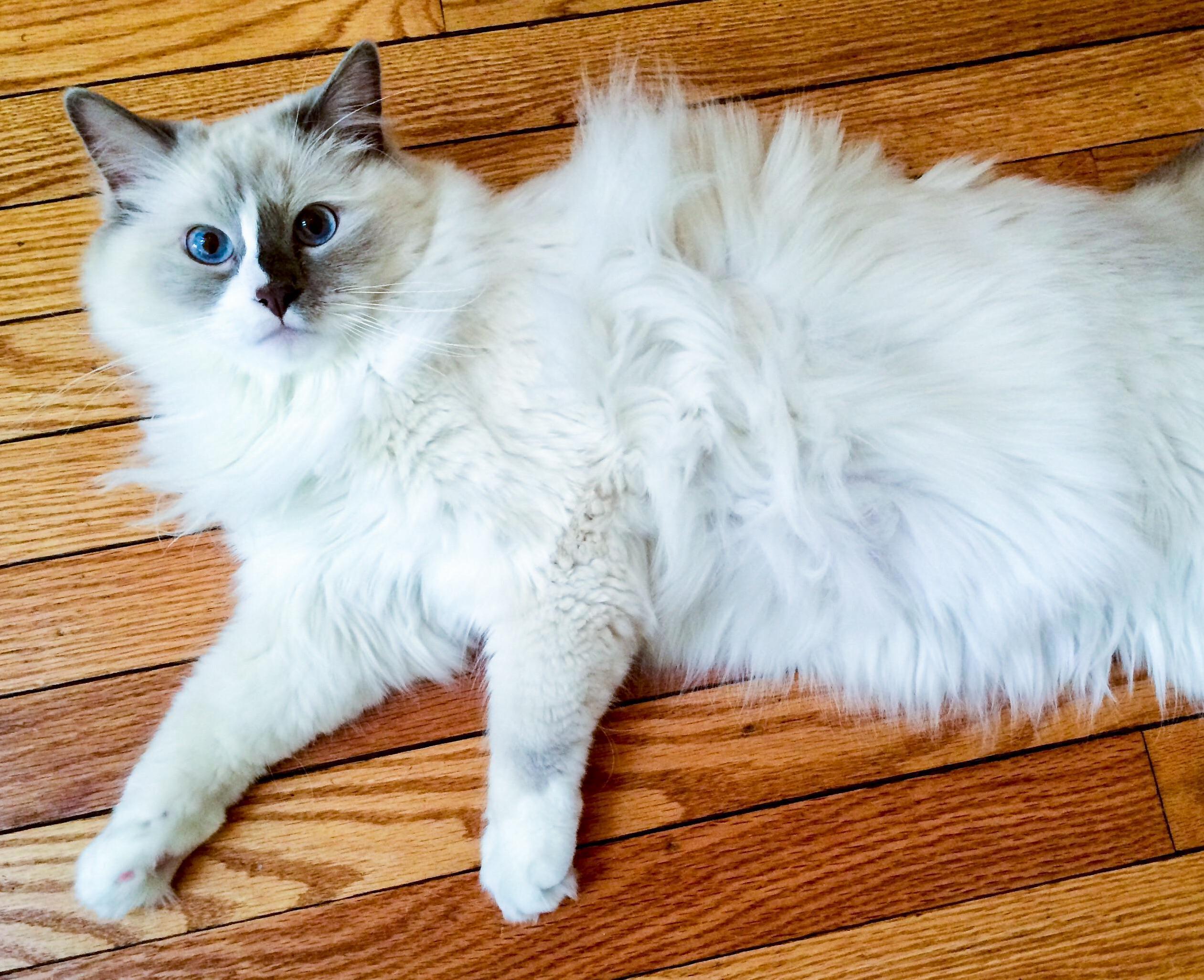 White Fluffy Cloud