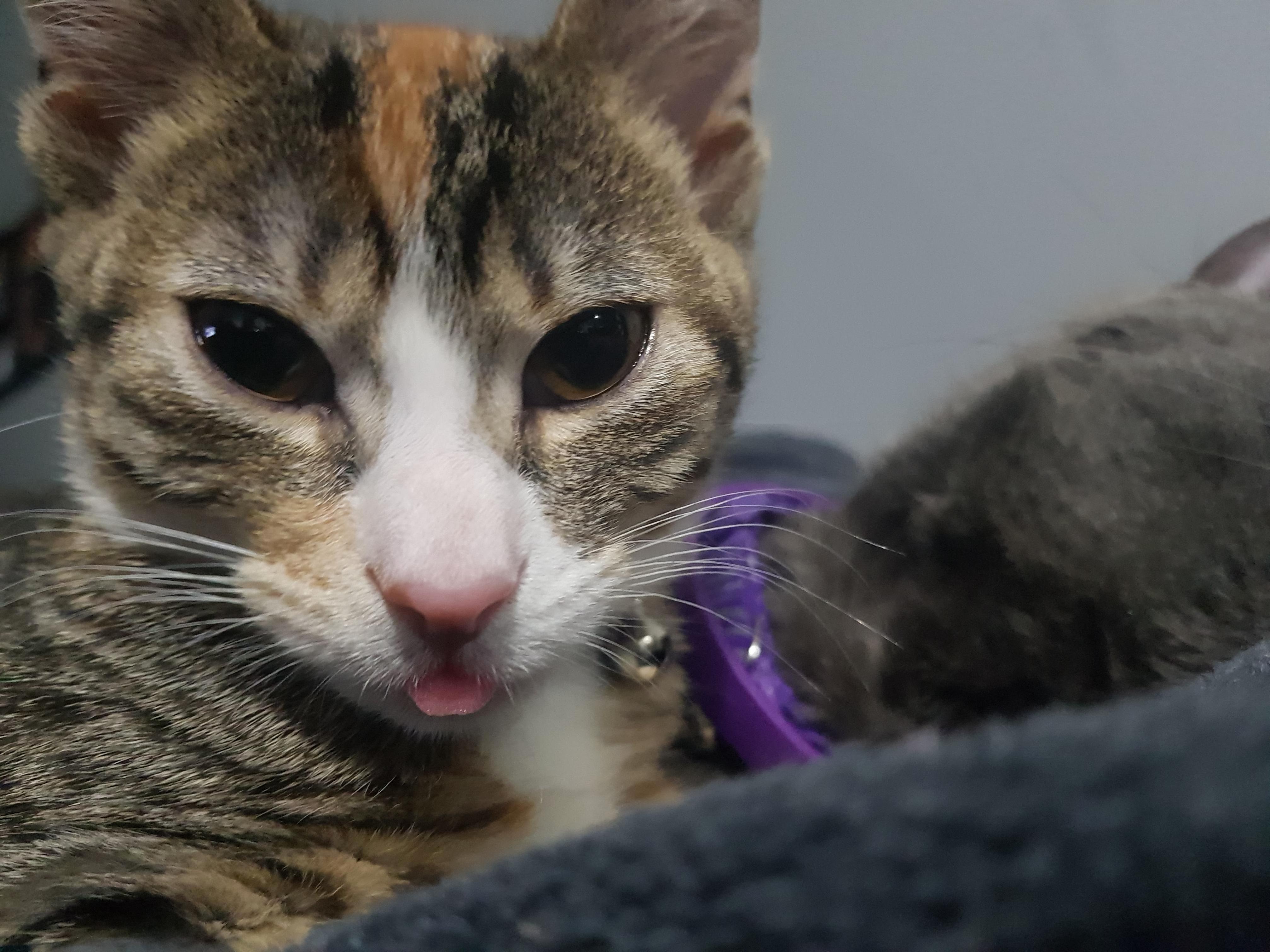 Who You Poking Your Tongue At