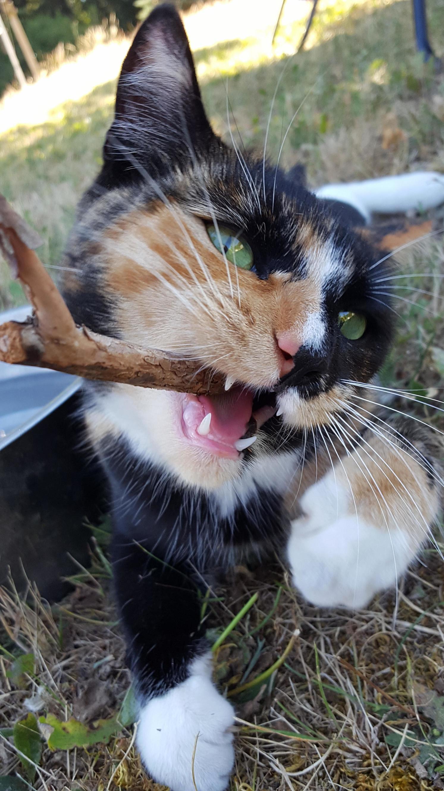 Wildcat