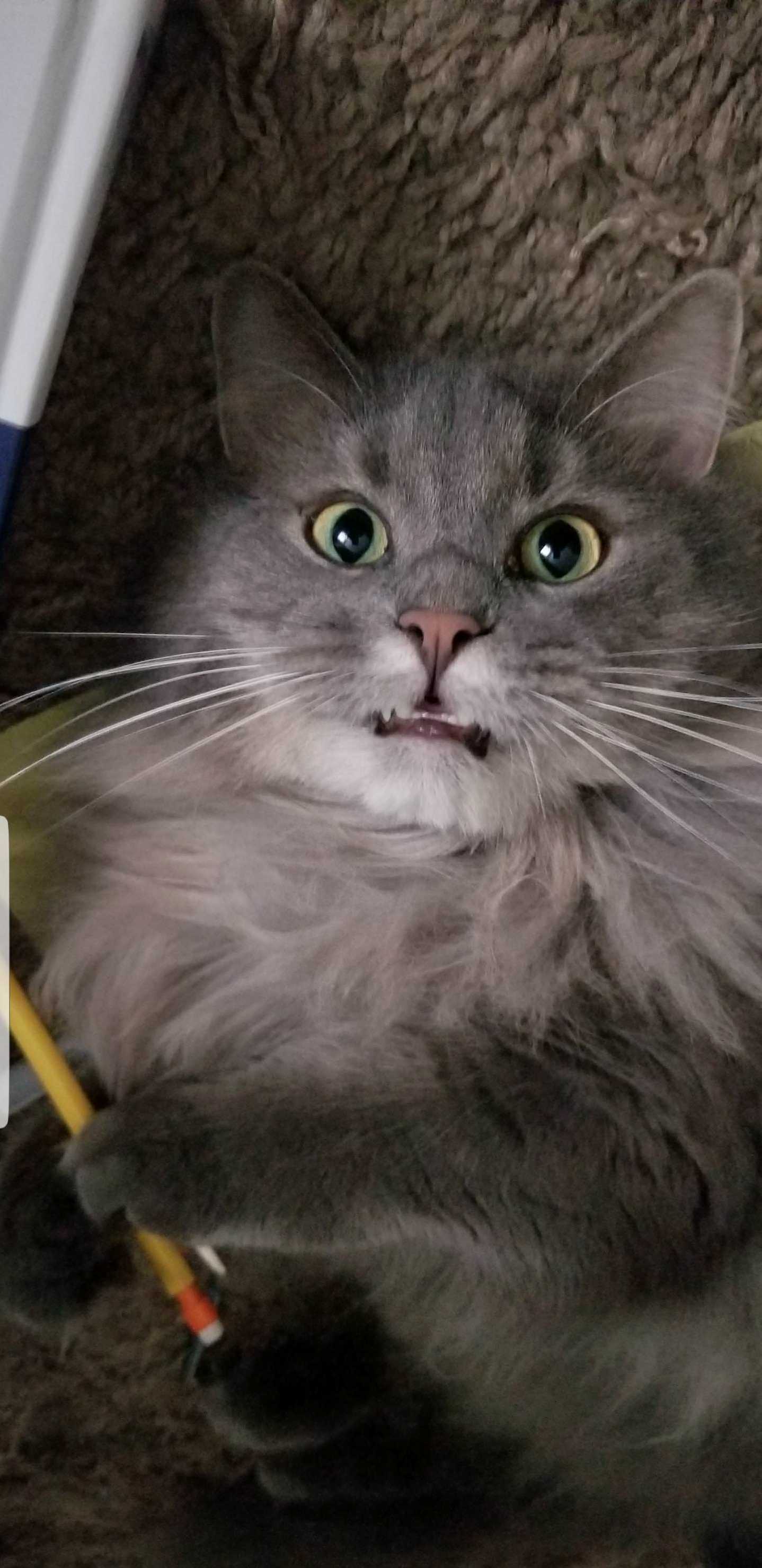 Winston Enjoys Taking My Wifes Pencils