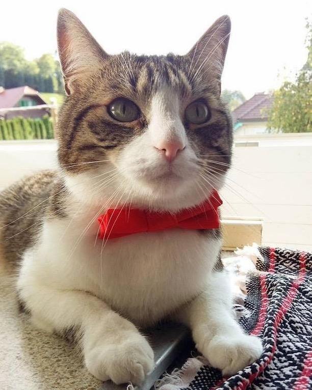 Yes, My Cat Is Fancier Than You