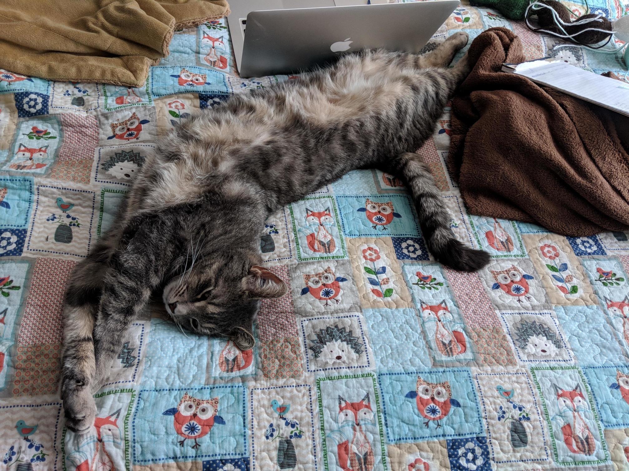 Yes Omar, Youre the Longest Cat. We Get It.