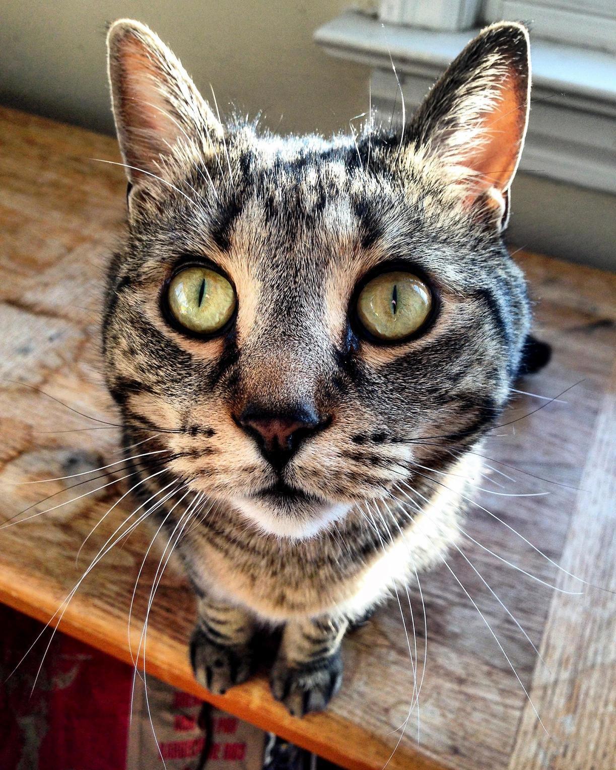 You Guys Seem to Love My Cat at Night, So I Thought ID Share a Daylight View As Well!