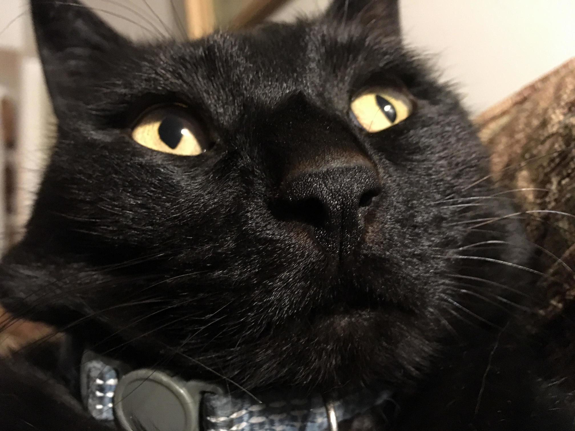 You May Worship Me.