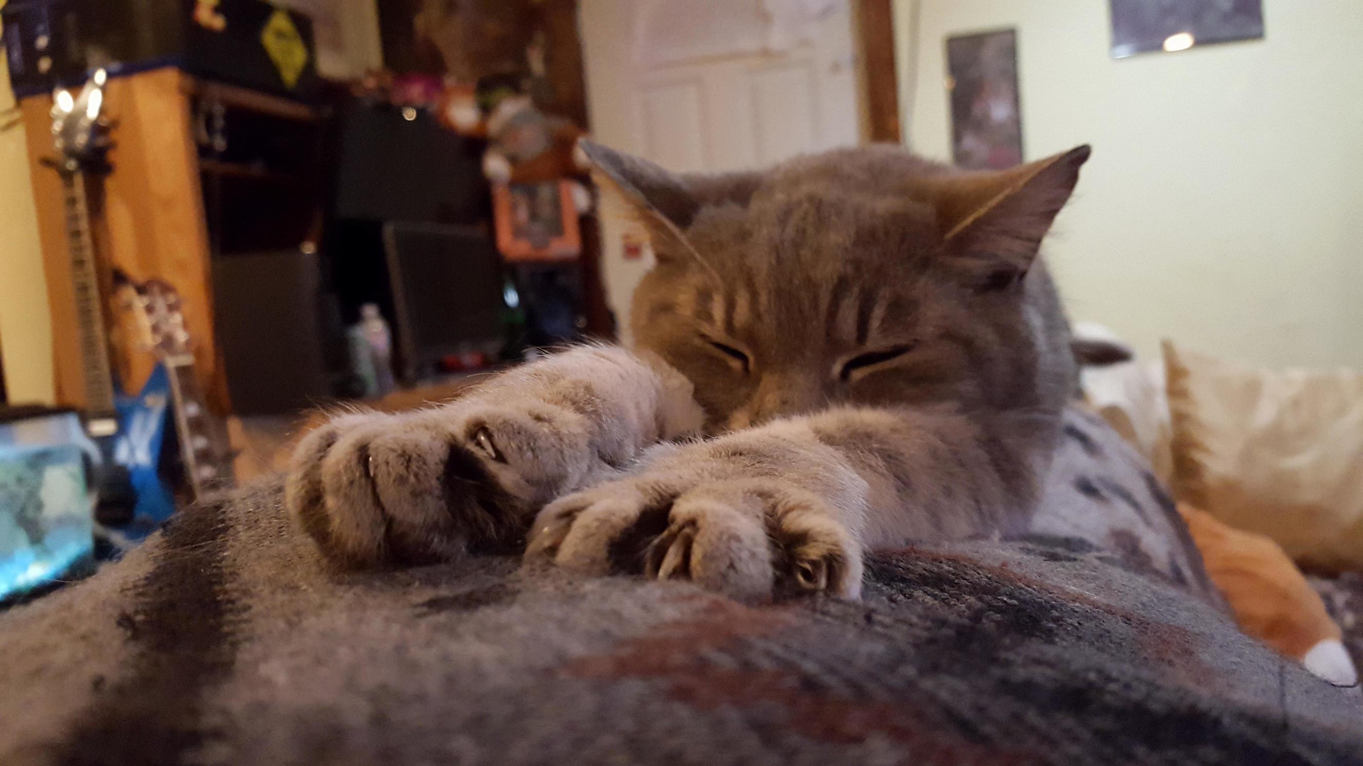 Ziva Is Sprawled Out on the Couch After a Long Day of Catting Outside.