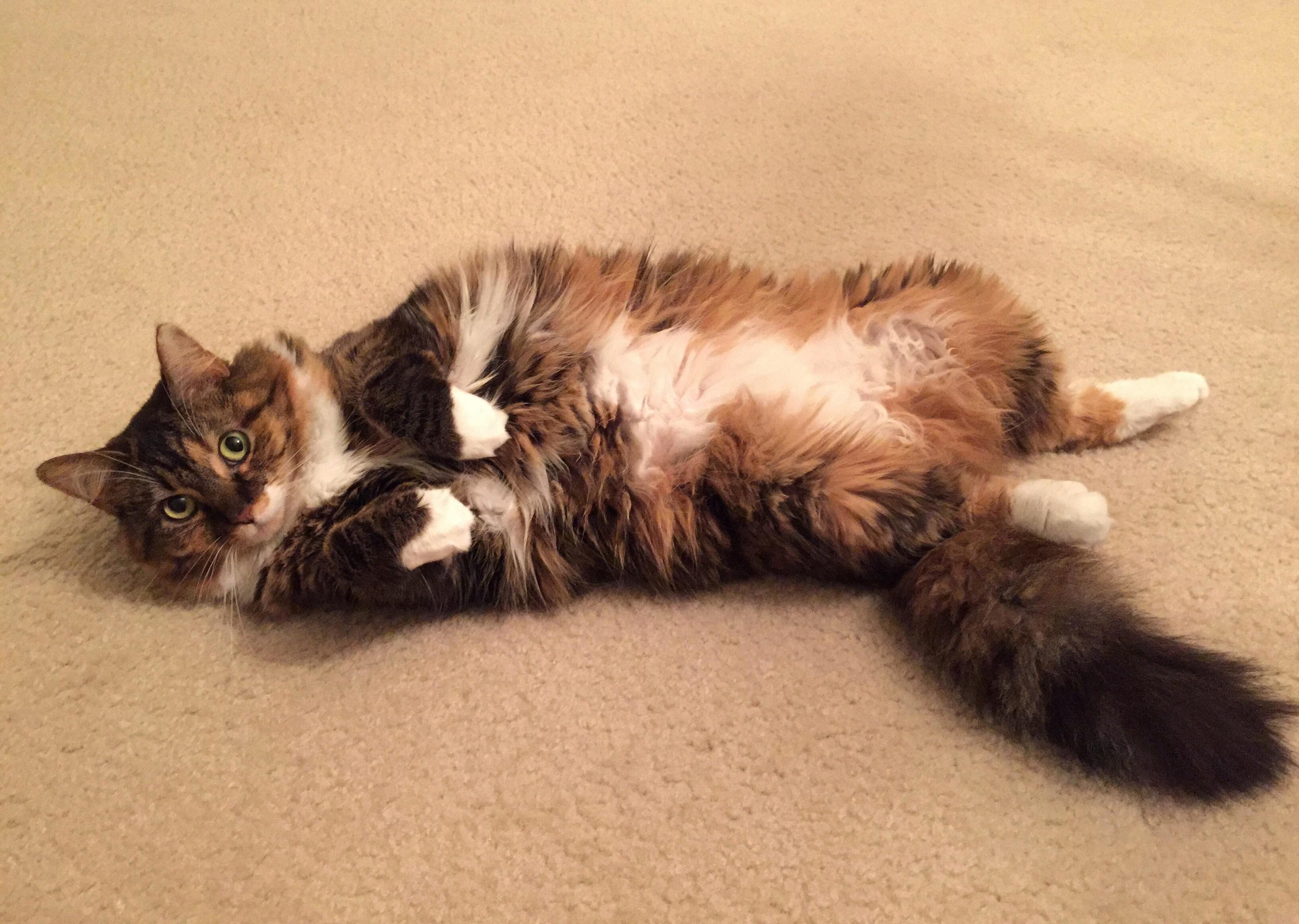 Paint Me Like One of Your French Kittens