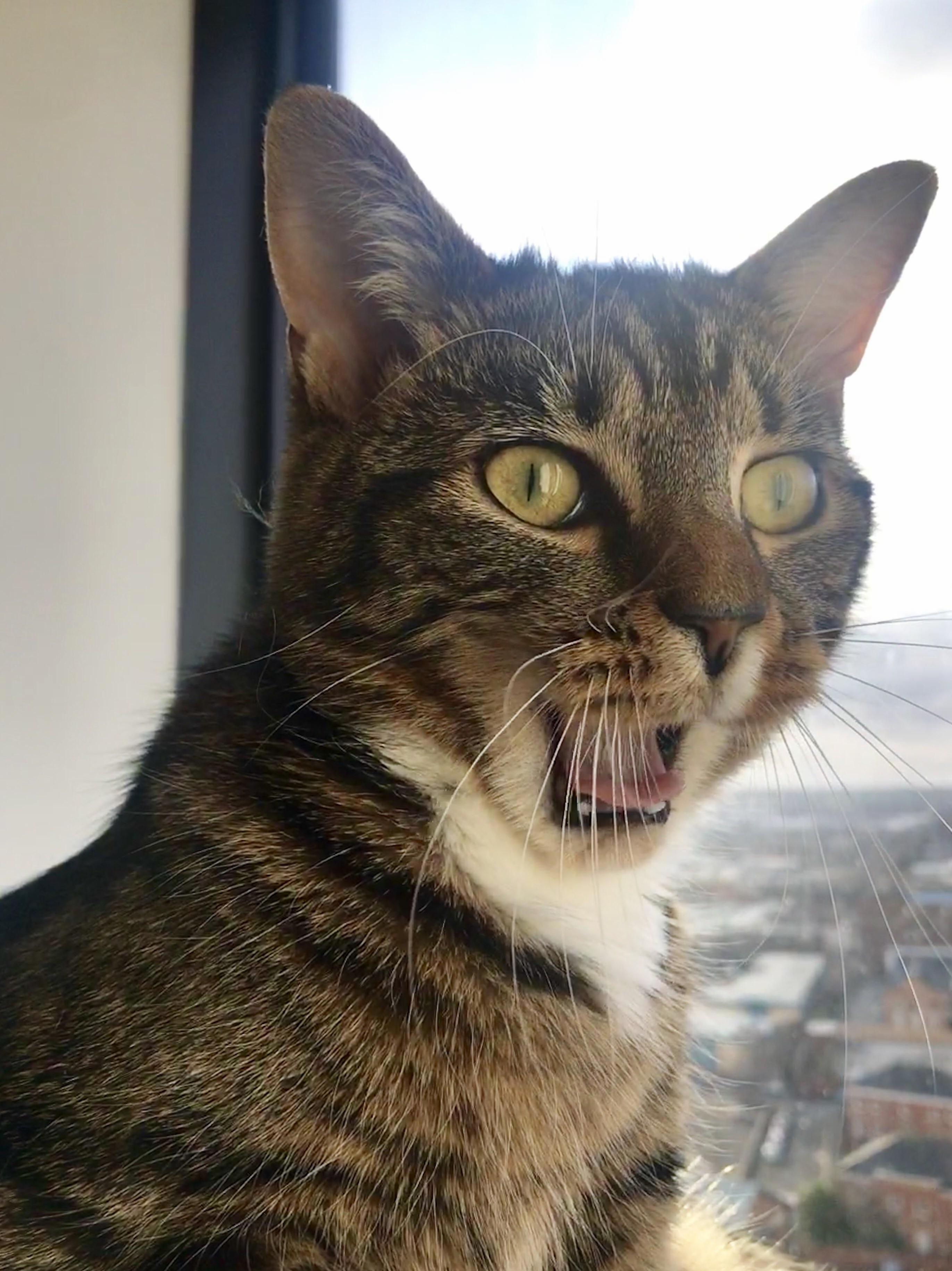 Sound of Surprise