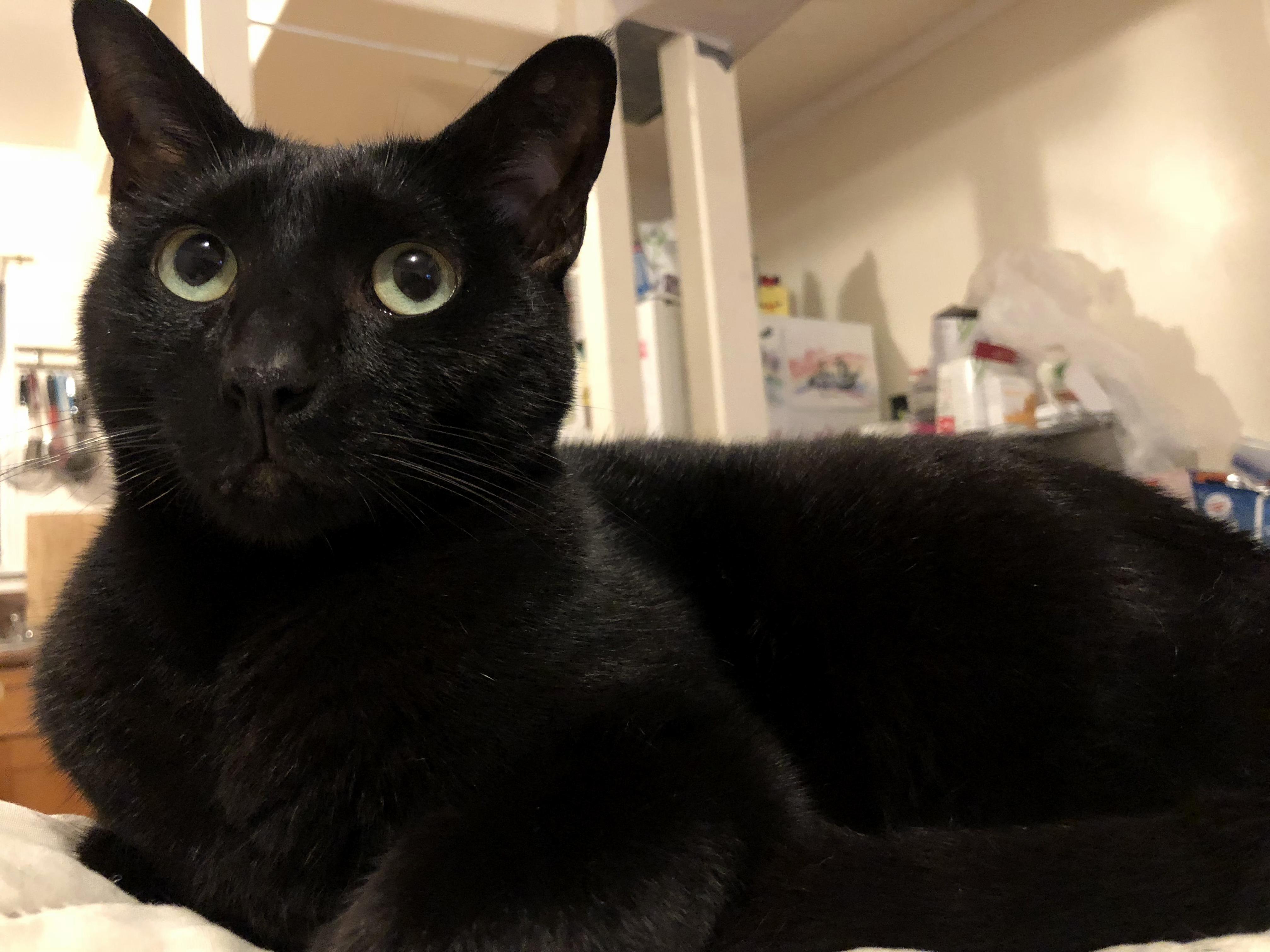 3 Year Old Most Gentle Boy