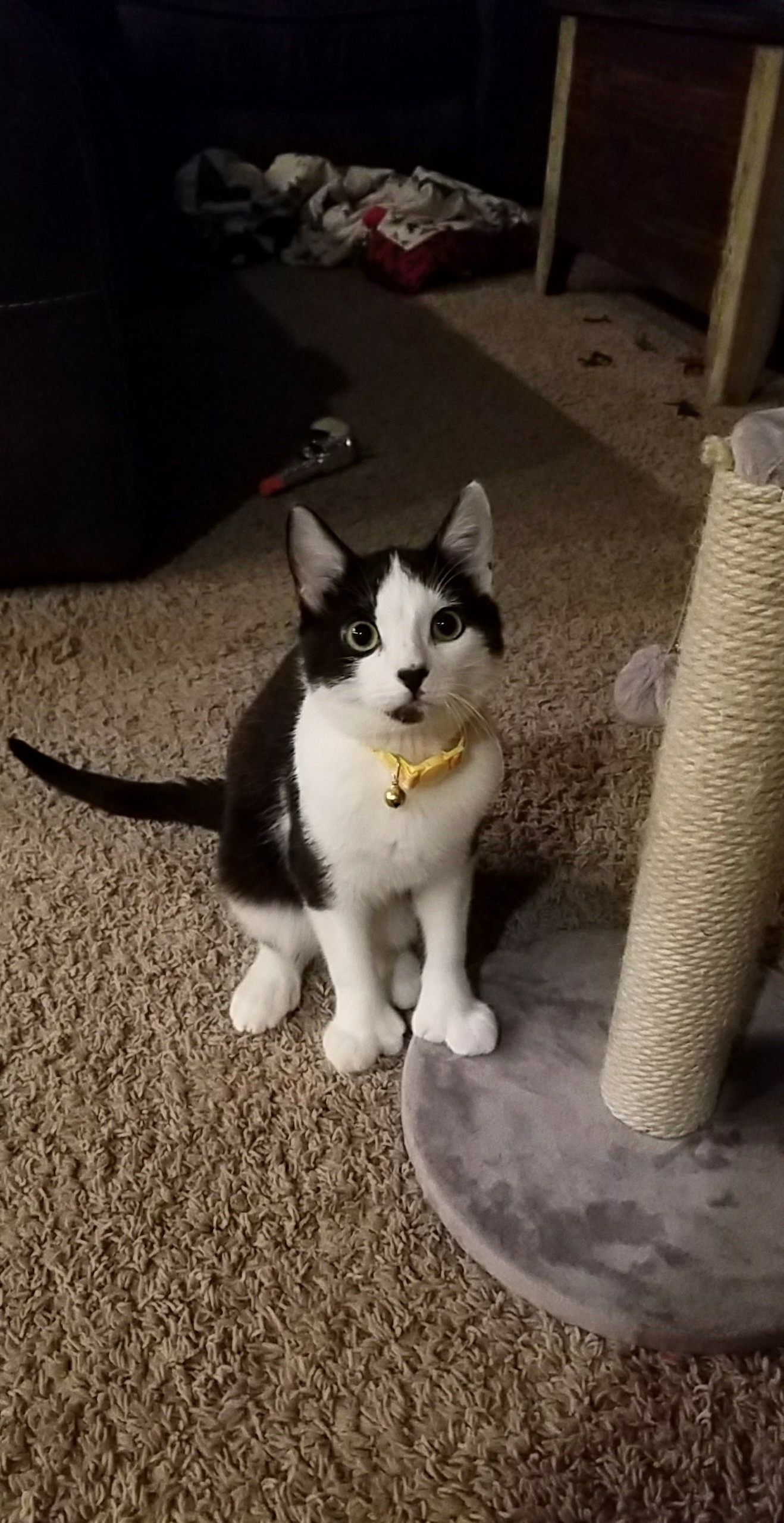 6 Months Old, Have Had Him for 4 Months Now )