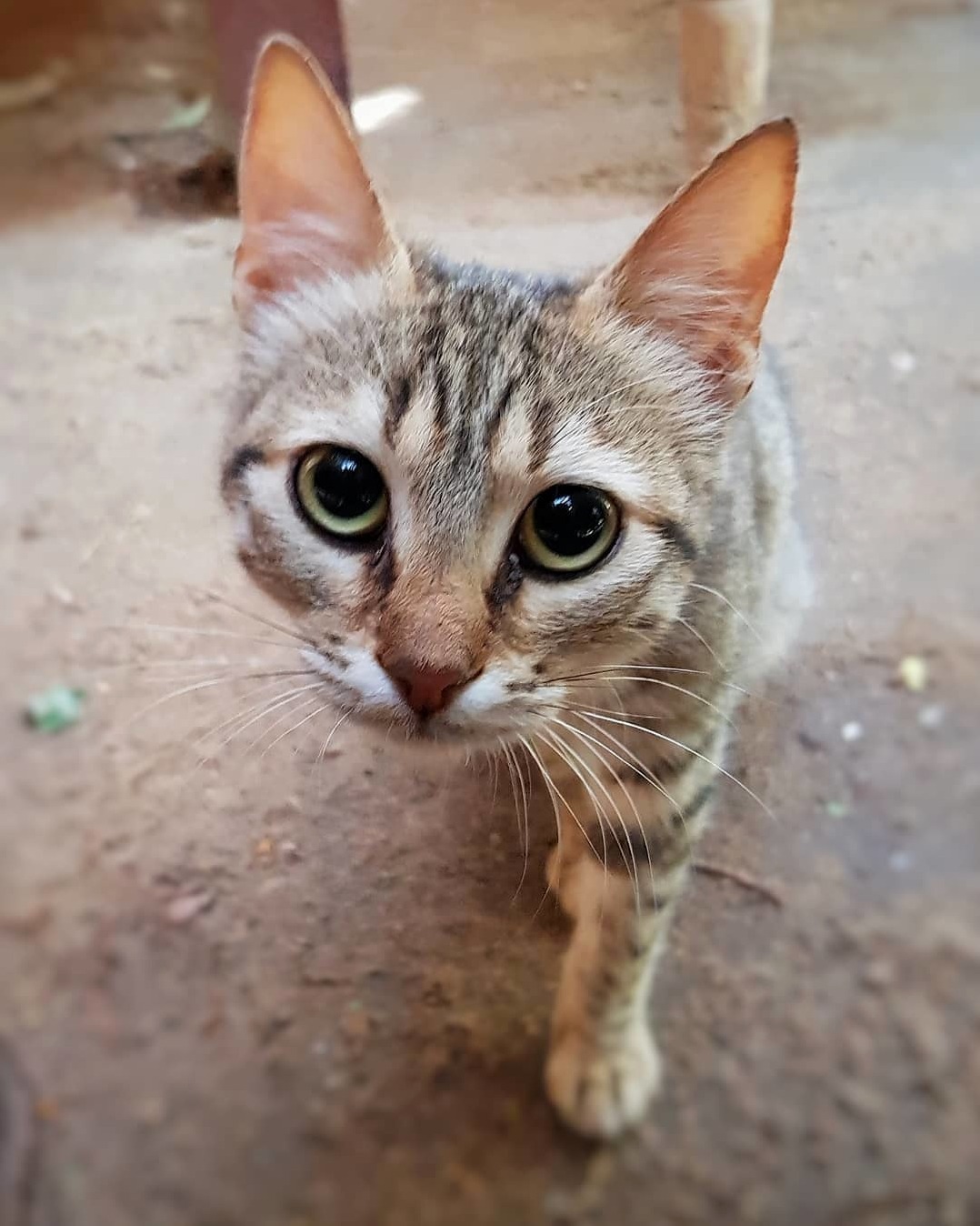 A Beautiful Feline Who Came to Say Hello Whilst I Was Working in Egypt Earlier This Year
