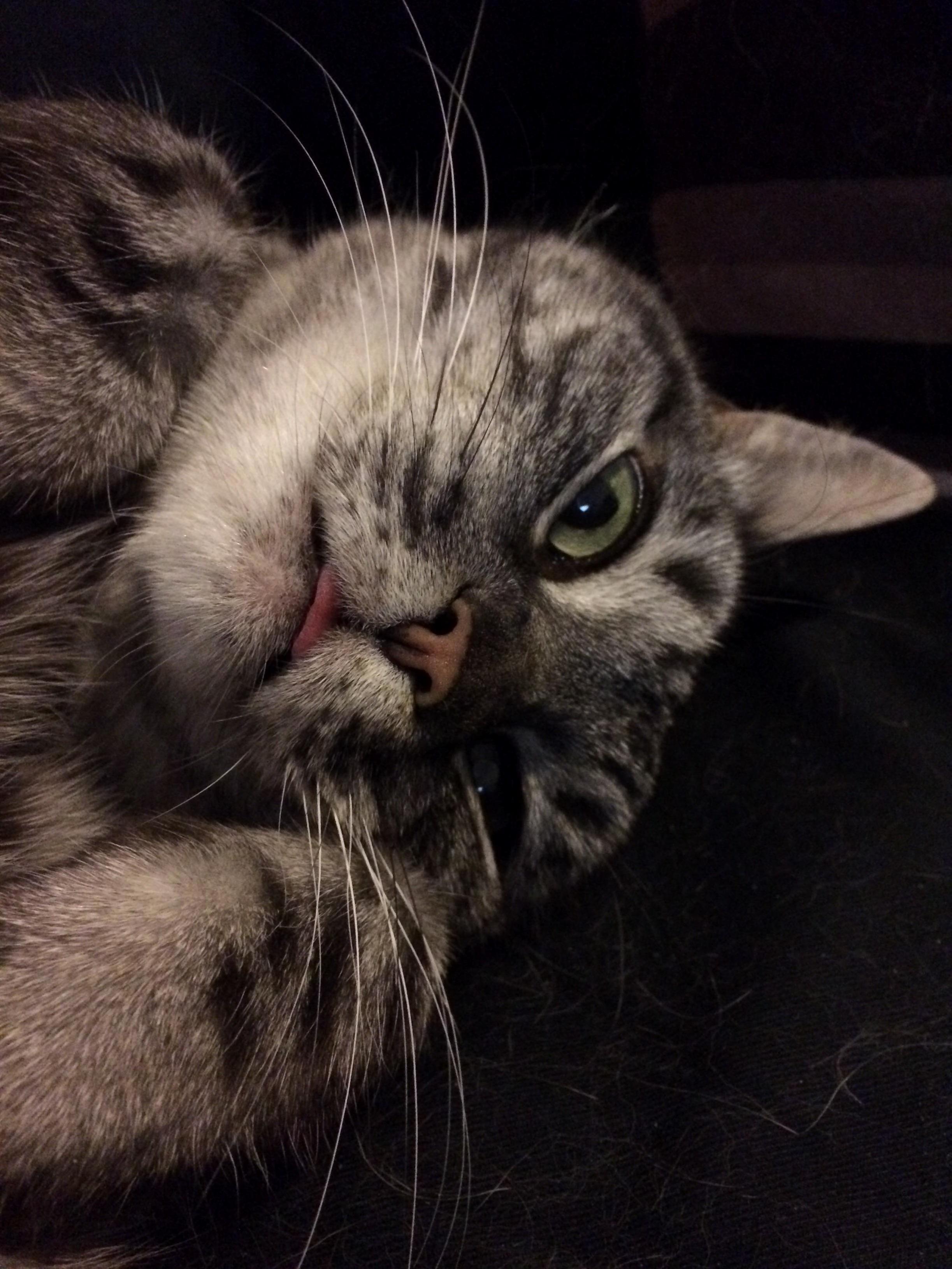 A Bit of Blep