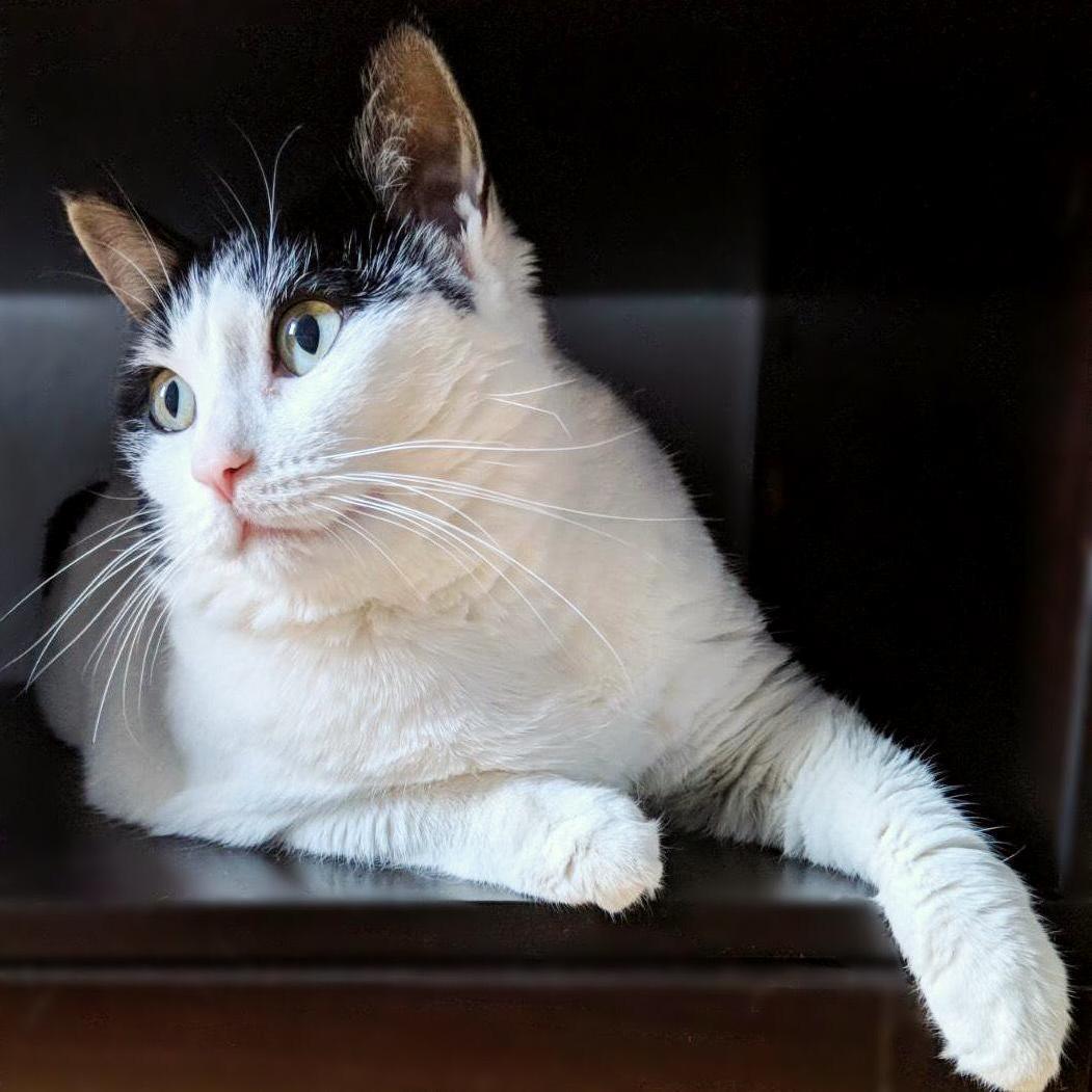 A Candid Shot of My Cat Cora