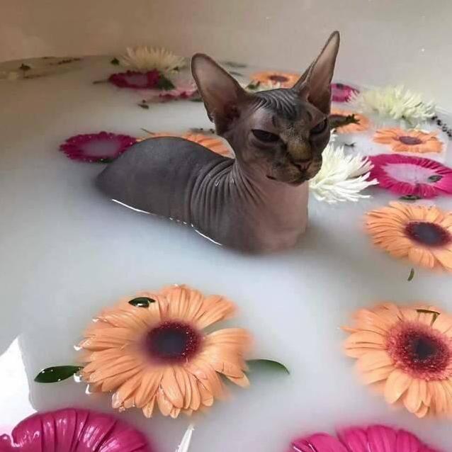 A Moody Cat but Cute I Found on Tumblr