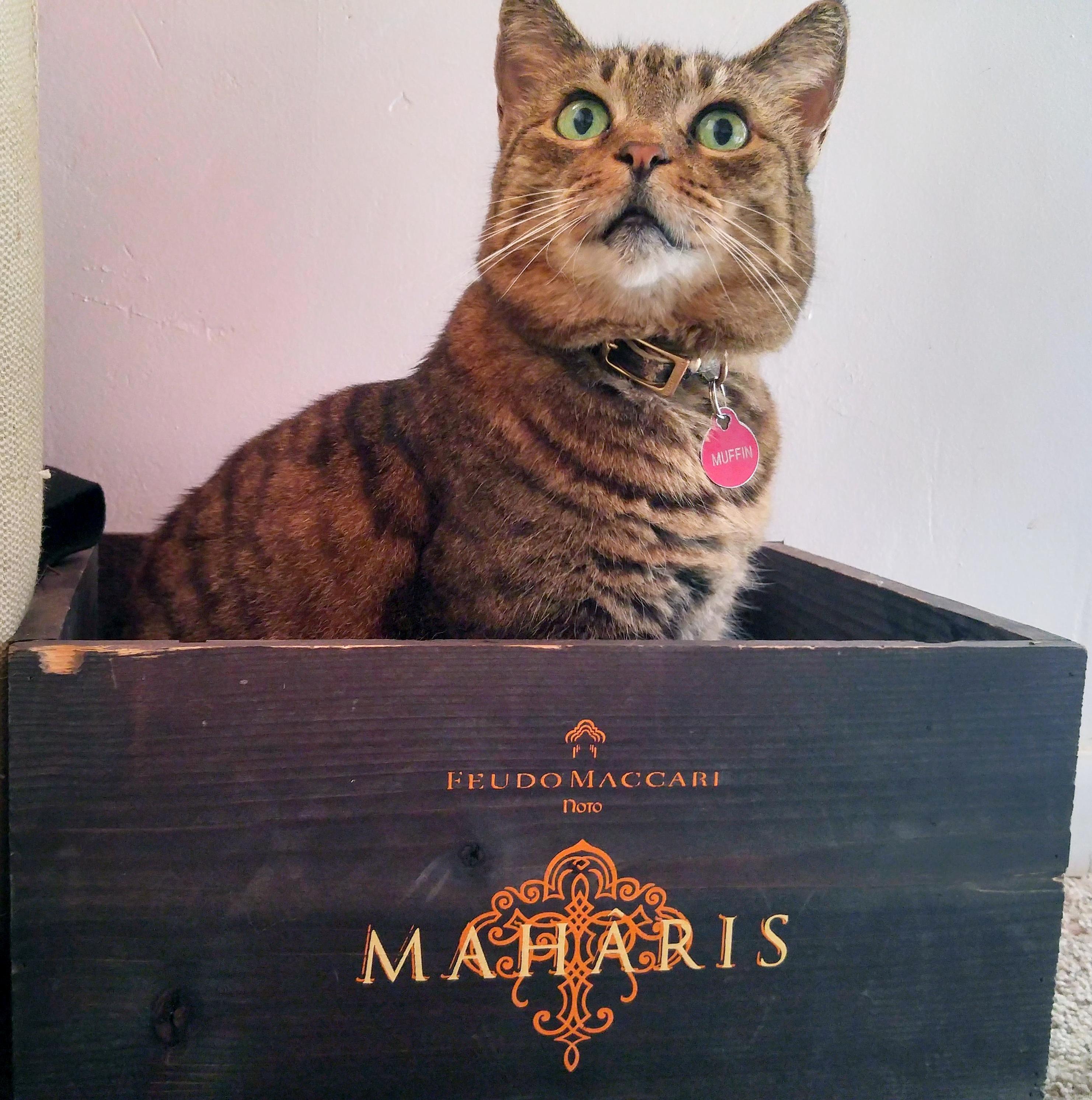A Rare Maharis Muffin, Still in the Box