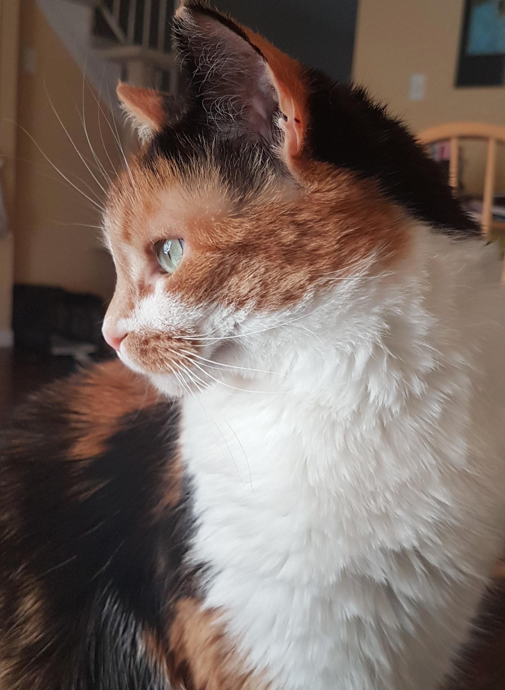 A Squirrel Walked by the Window