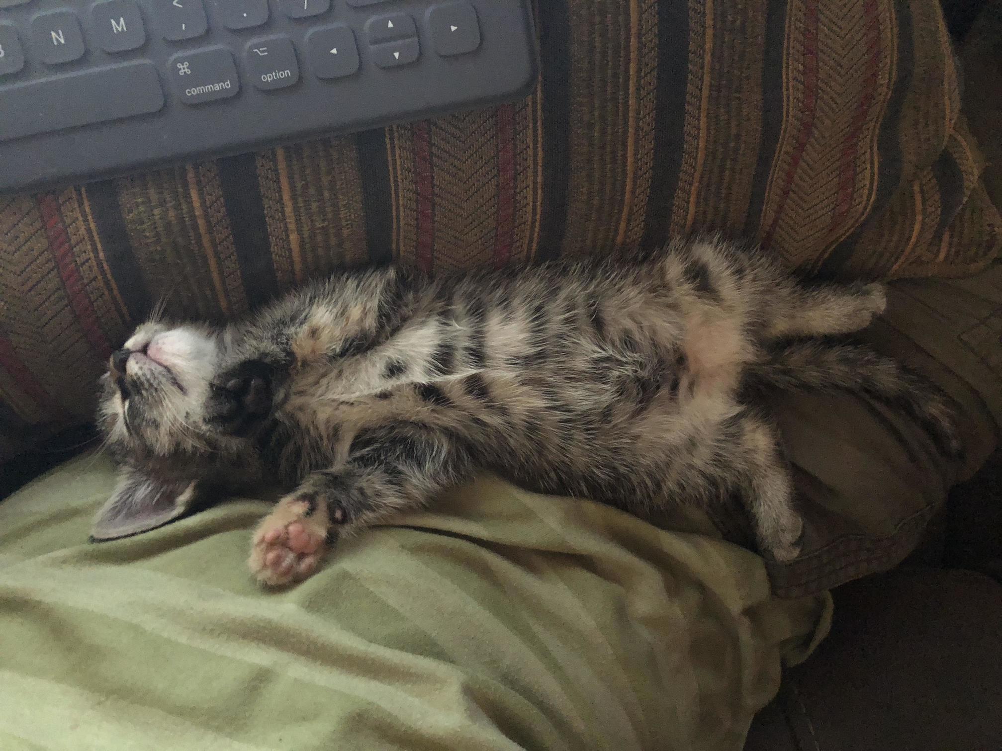 A Stray Cat That I Feed Every Day Had a Litter of Kittens in My Neighbors Backyard. They Offered One to Me. Have Not Thought of a Name Yet. Its a She by the Way.