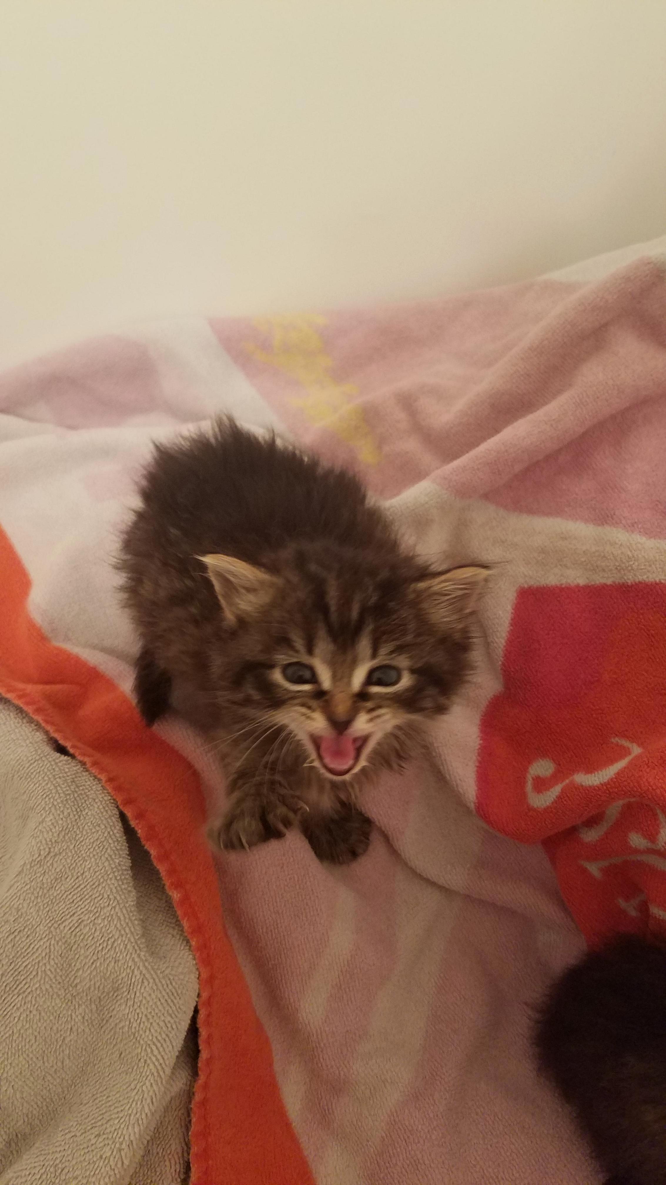 A Very Demanding Foster Baby