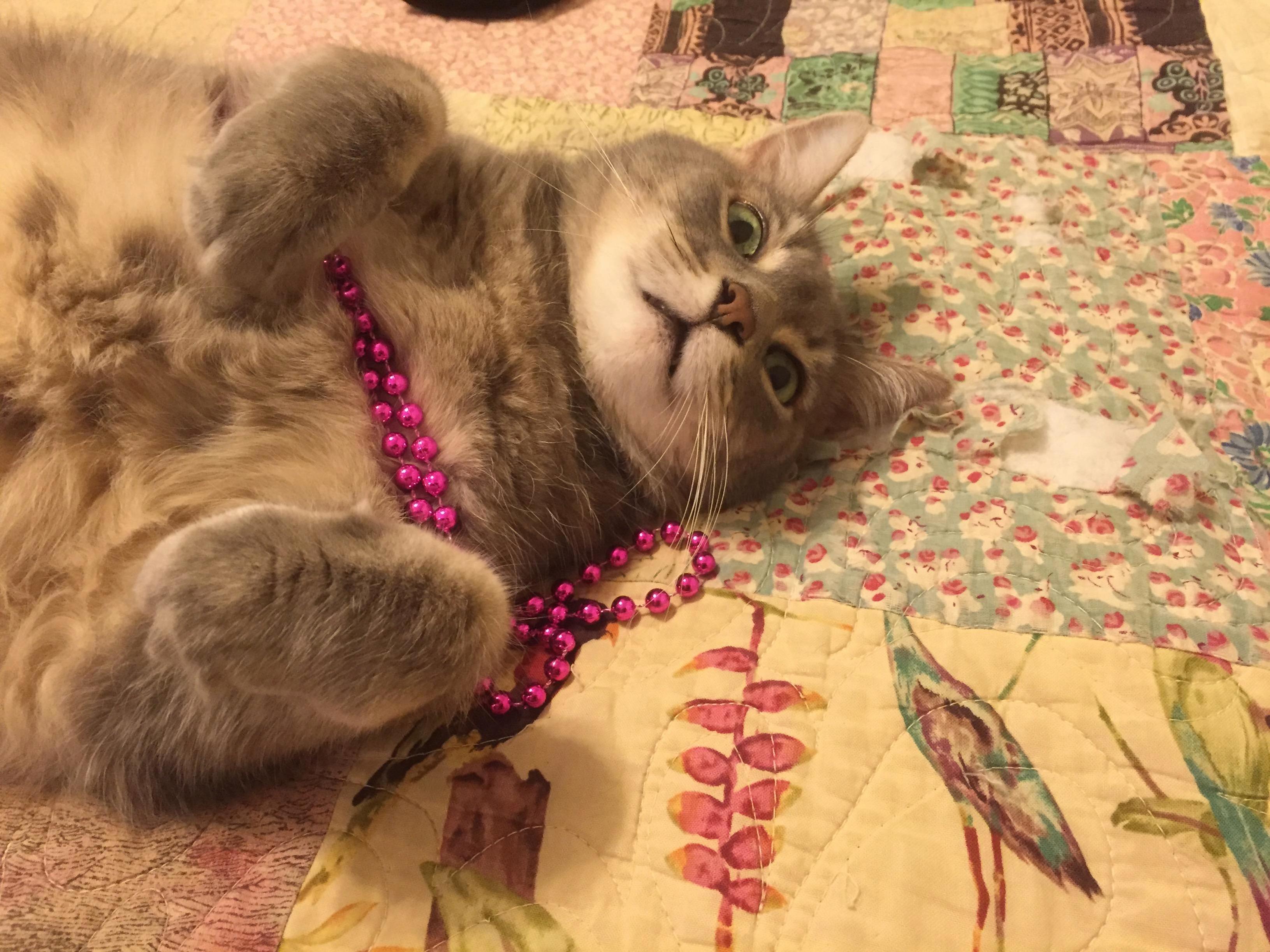 After a Wild and Crazy Mardi Gras, Cupcake Regretted Her Life Choices.