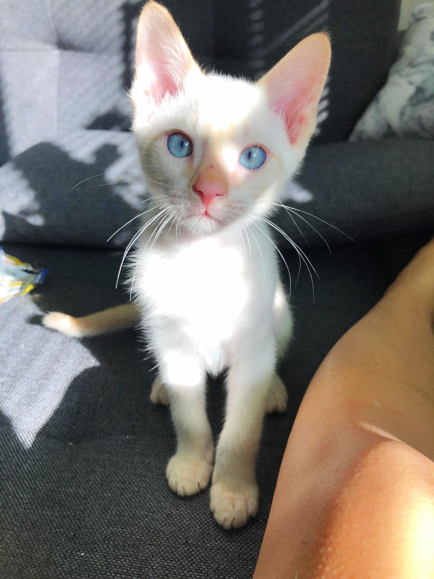 After Watching Infinity War Looking at My Little Baby Tofu Might Help..