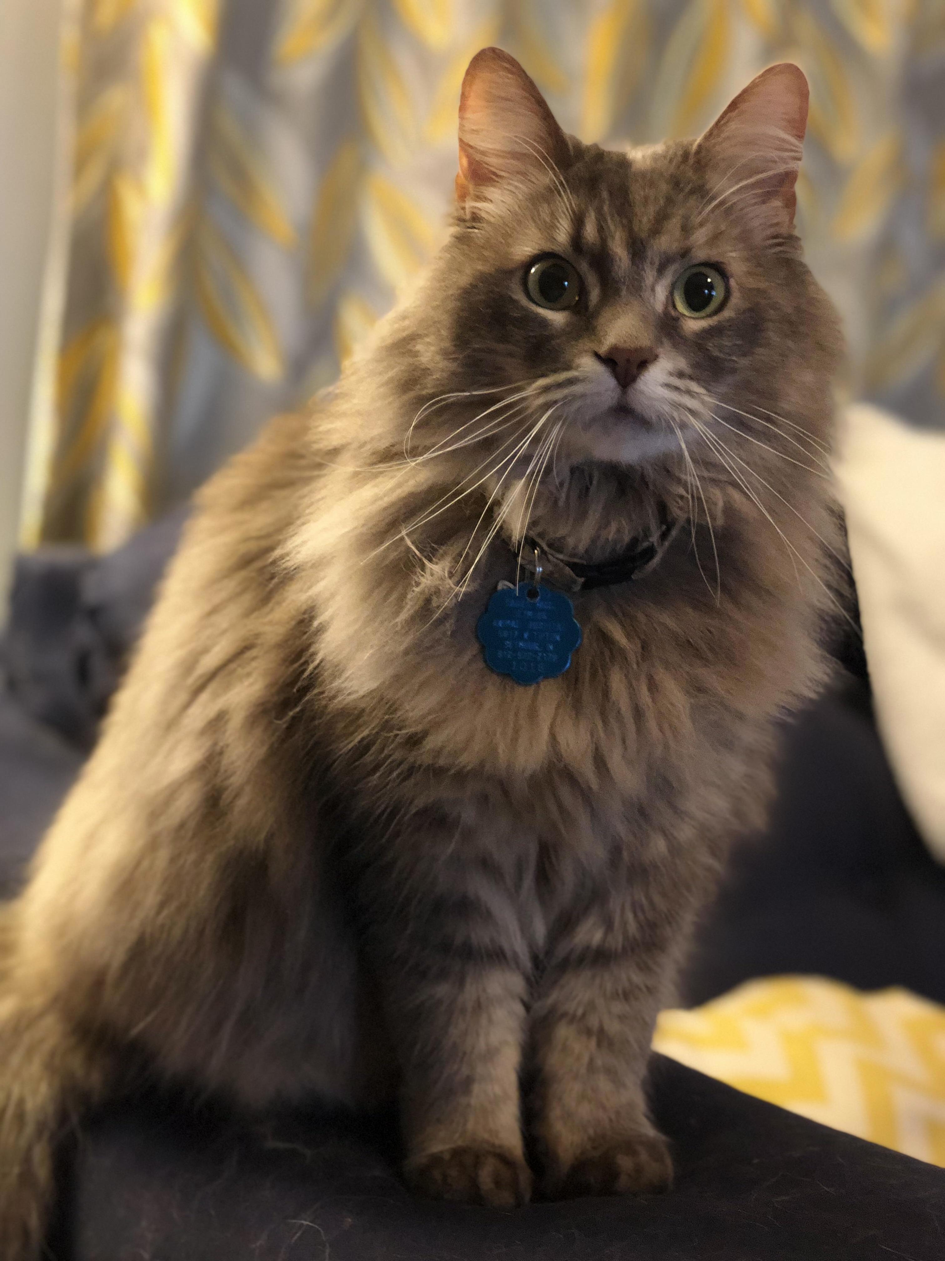 Alfie Has Derpy-majestic Down Pat
