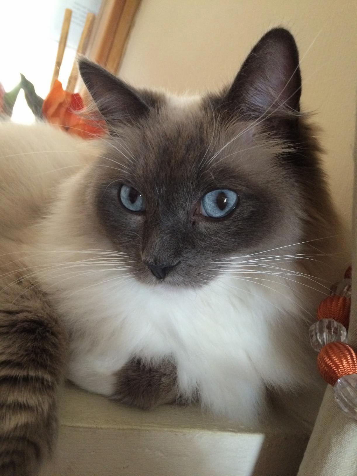 Alfie, the Most Handsomest Boy