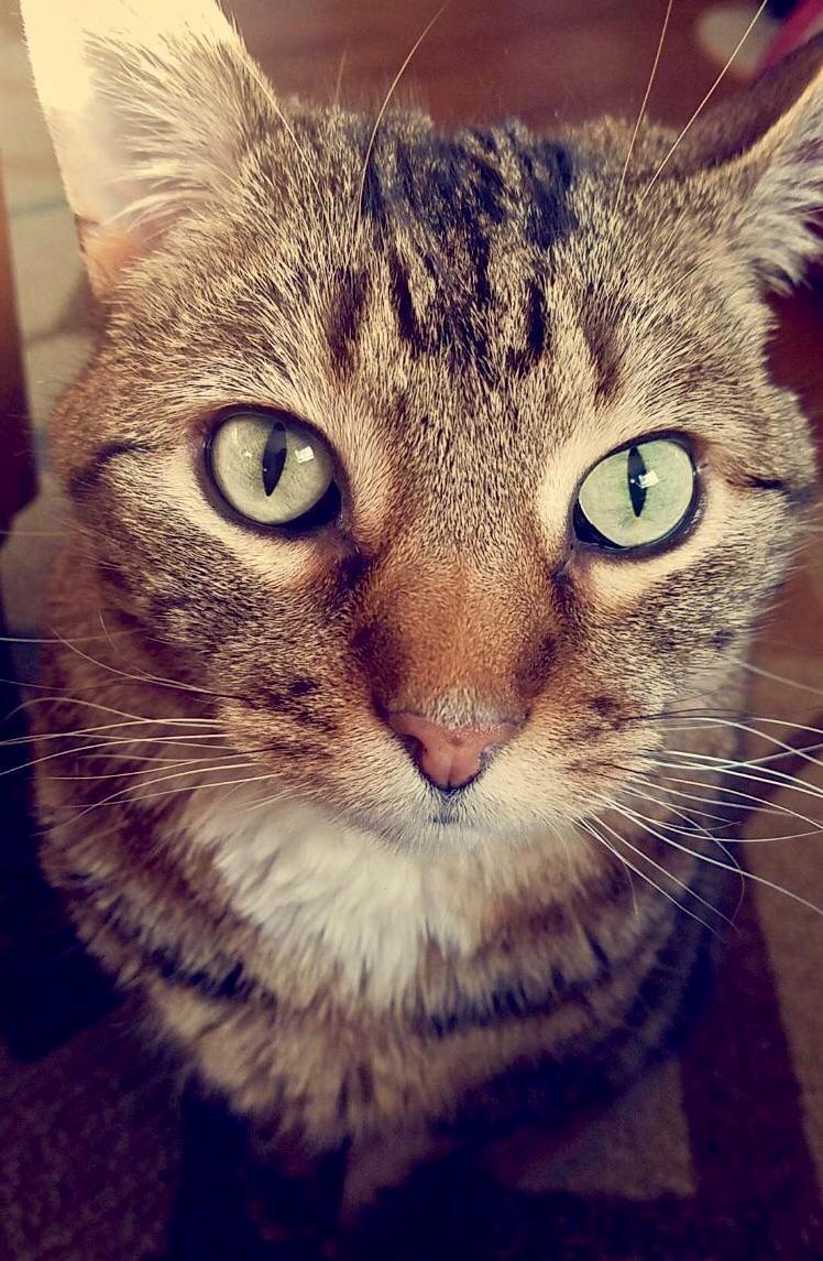 All Hail His Grace, Collin of House Rat Face, First of His Name, King of the Hallways and the Kitchen, Lord of the Seven Rooms, and Protector of the Food Bowl.