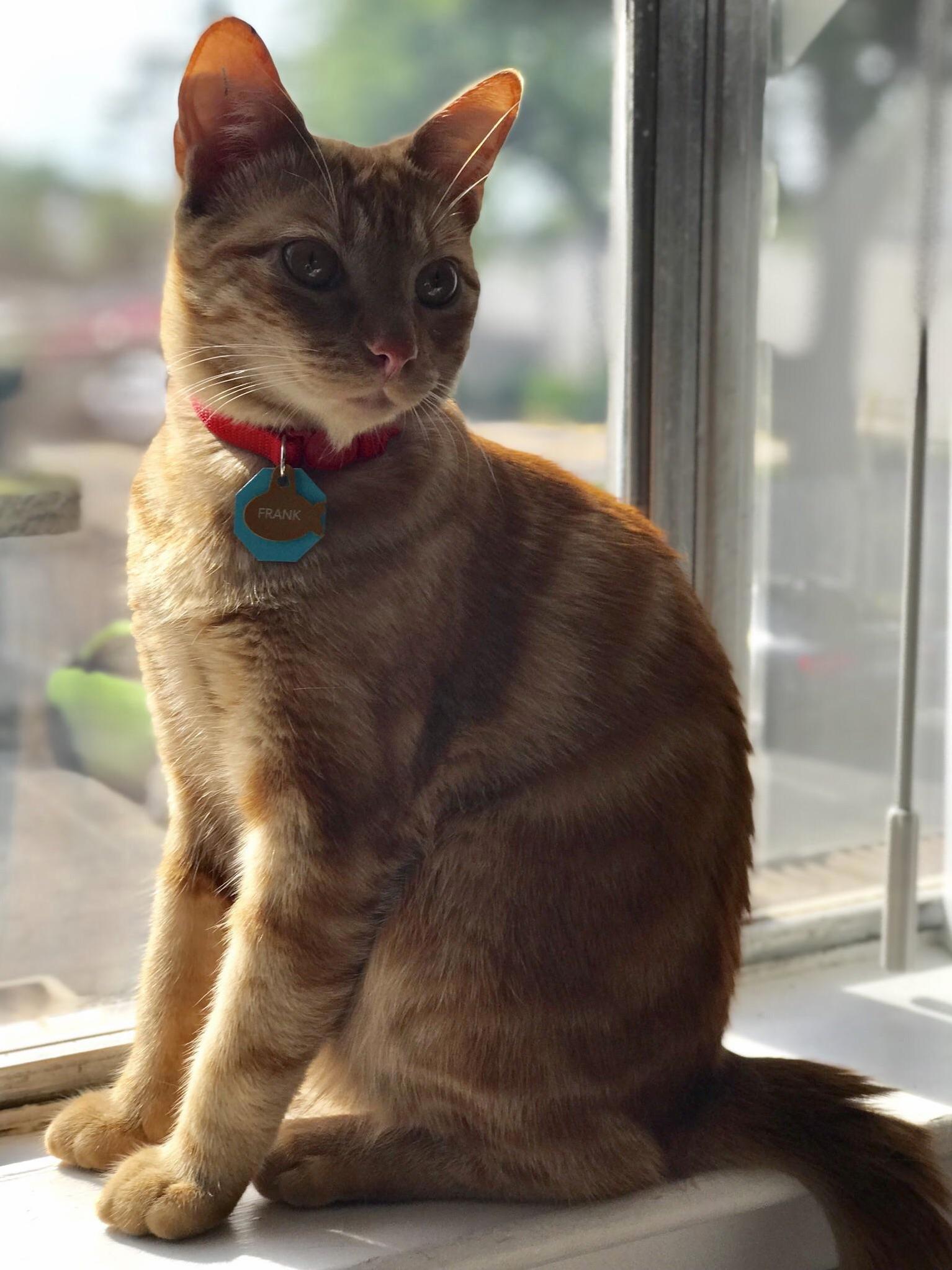 Almost 3 Months Since Frank Adopted Us