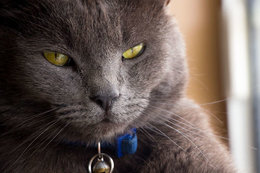 Alonzo, El Gato Supremo