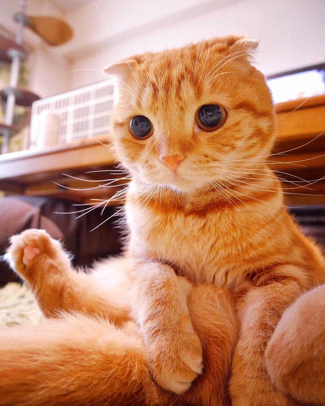 An Outrageously Cute Orange Kitty