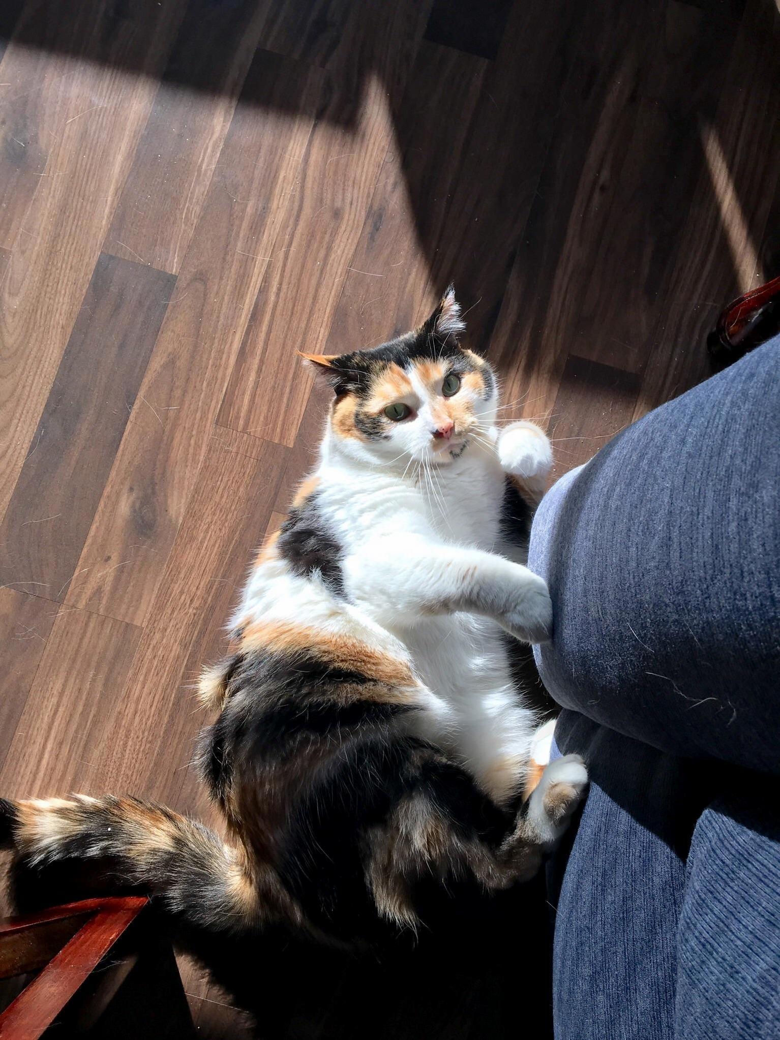 Annoyed That I Disturbed Her Playtime by the Couch Lol