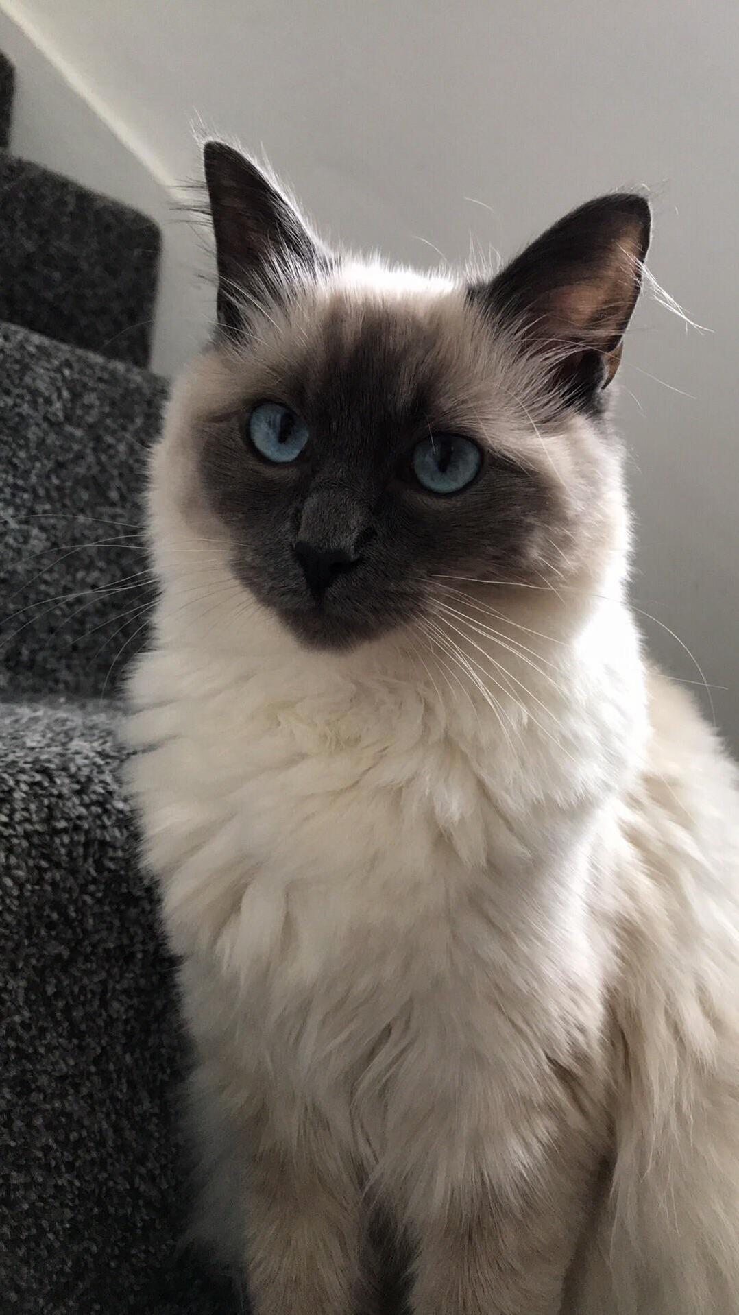 Another Shot of Bibi, Every Time She Hears Someone by the Door She Sits on the Stairs Waiting to Give a Hug!