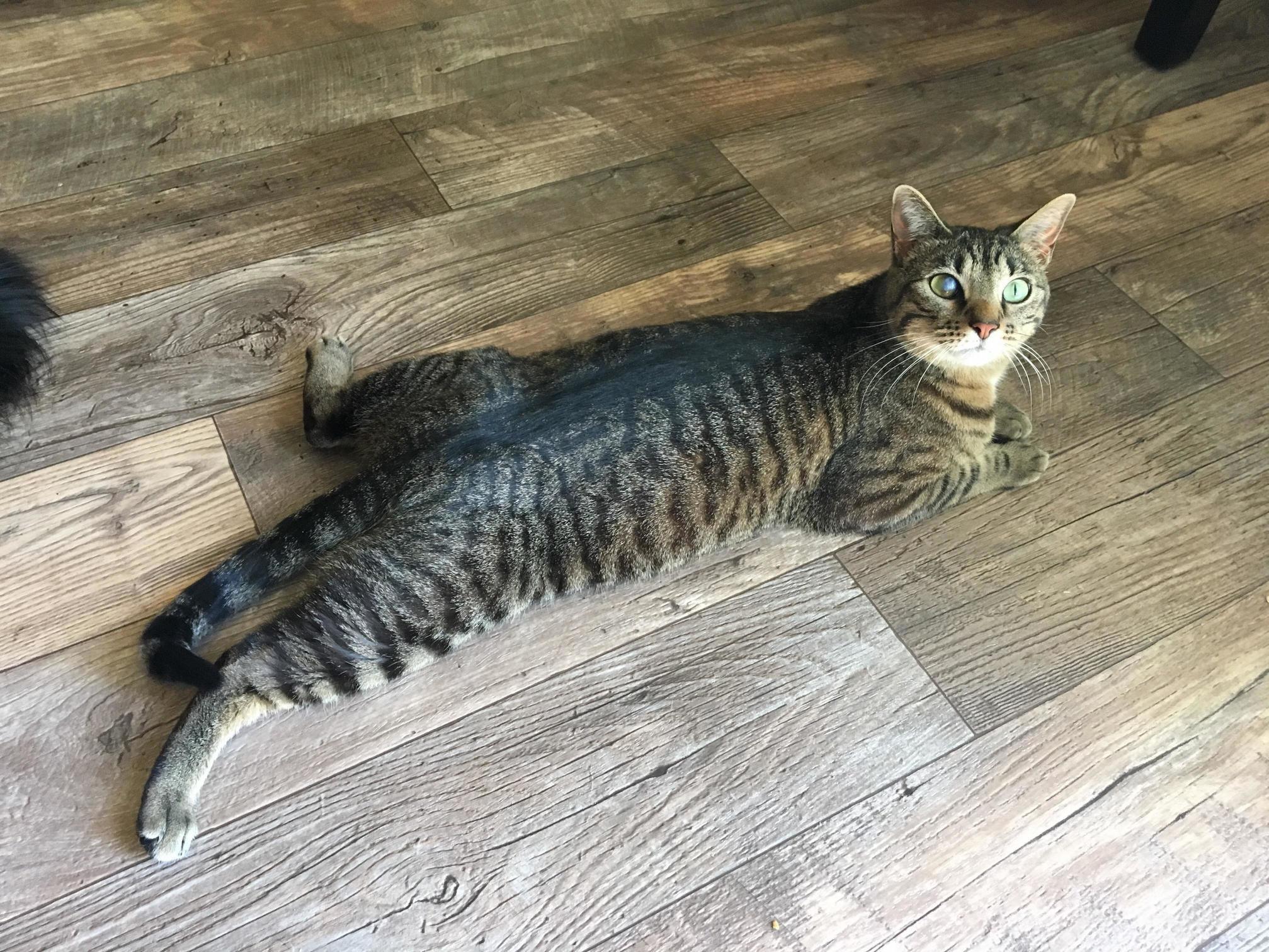 Any Body Else Have a Cat Who Likes to Cool Off Their Crotch When They Come in from Outside Lol Xd Hahaha