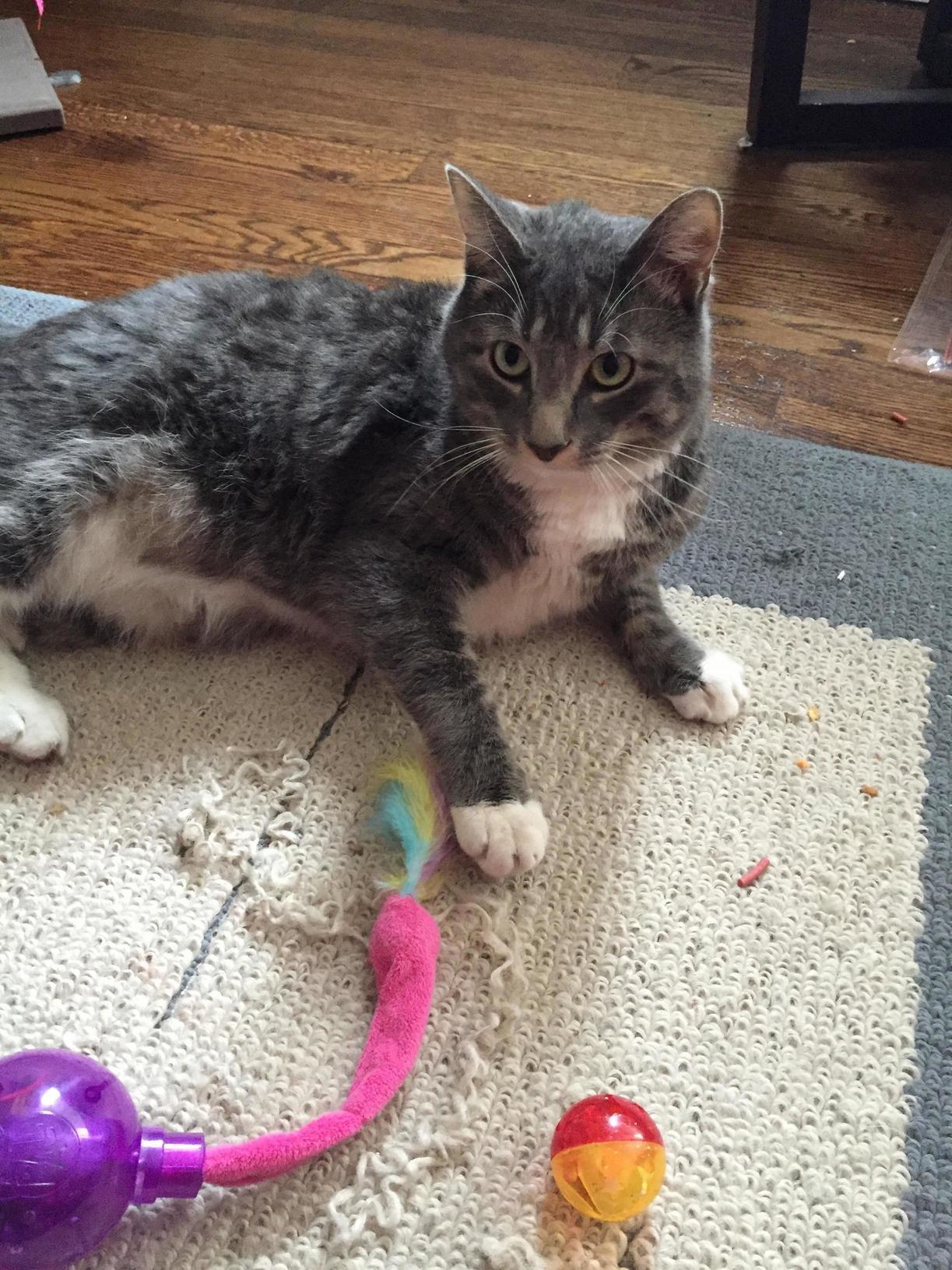 Any Cat Pros Out There Who Might Be Able to Tell Me What Breed My Cat Might Be. I Got Him from Craigslist, and Im Curious. Thanks!