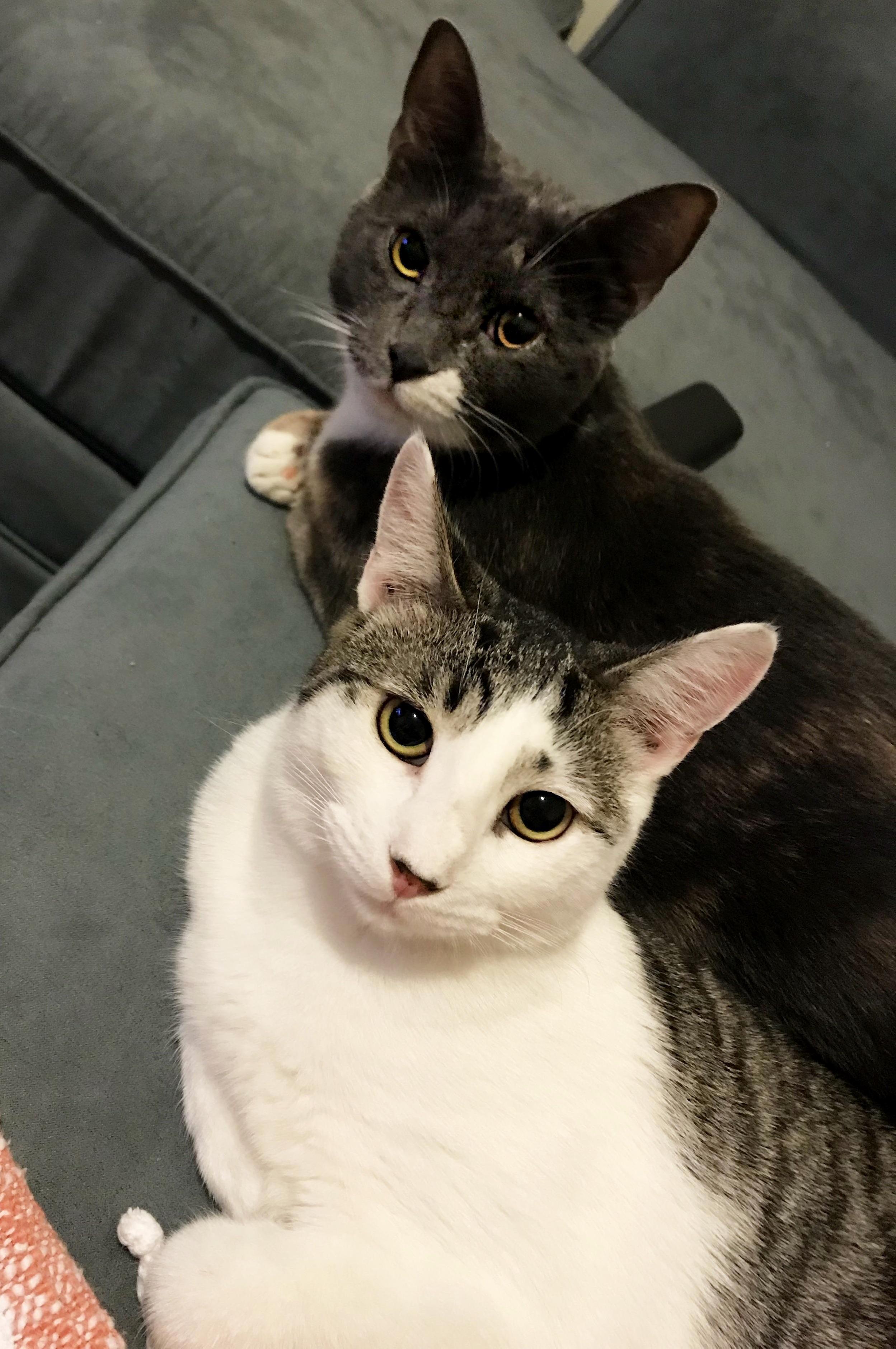Anyone Else Feel Like Their Cats Are Constantly Judging Them Lilly & Zeppelin Sure Look That Way.
