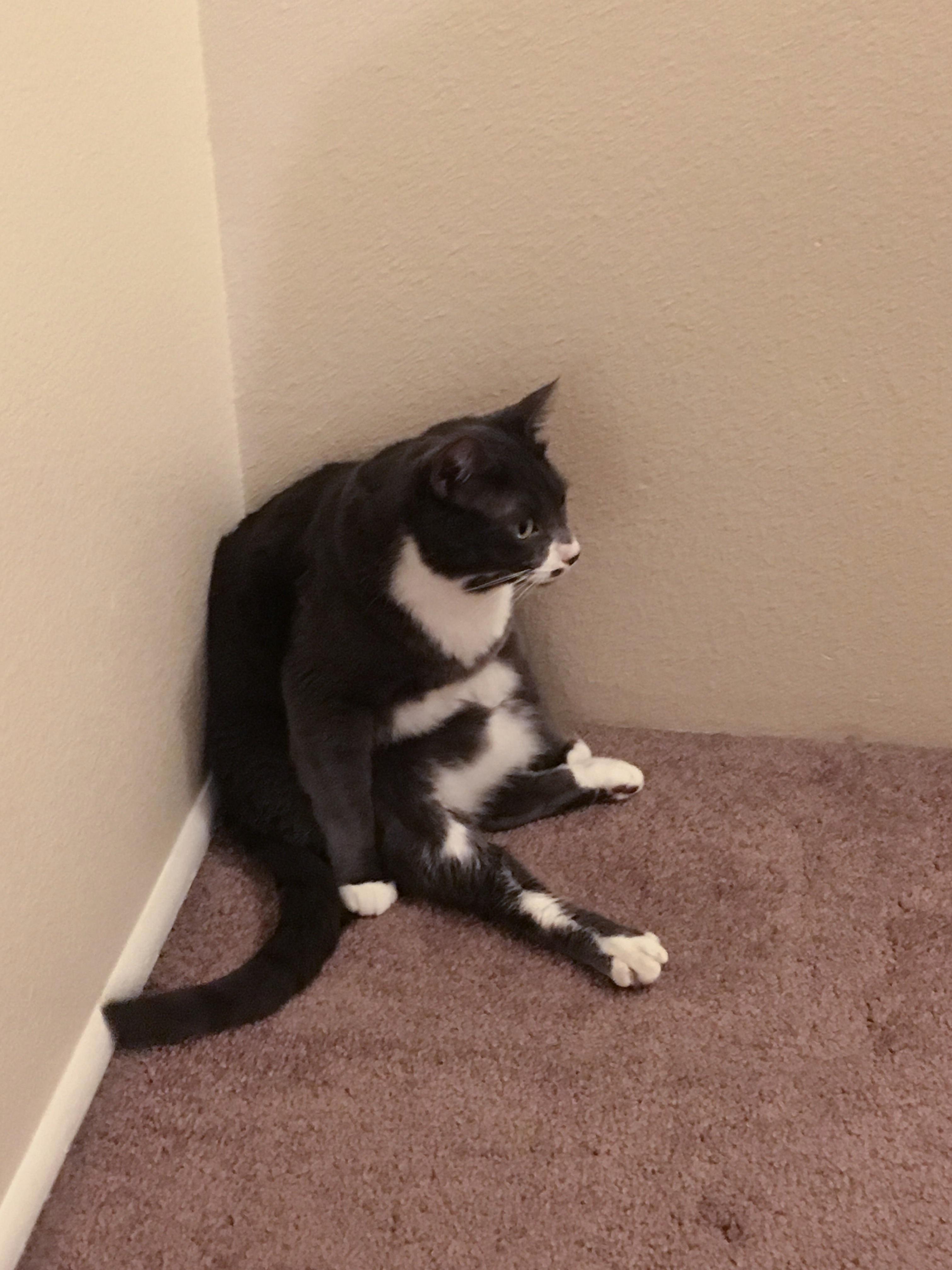 Apparently He Likes to Just Sit in the Corner Like This. Weirdo.