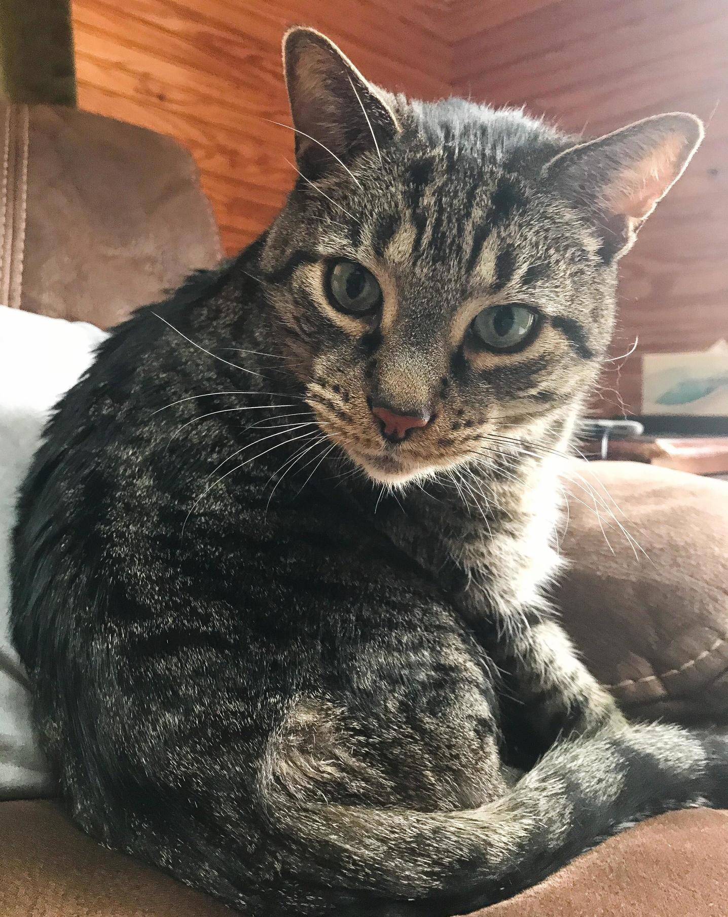 Arnold Was Rudely Interrupted from Cleaning Himself by His Annoying Hooman