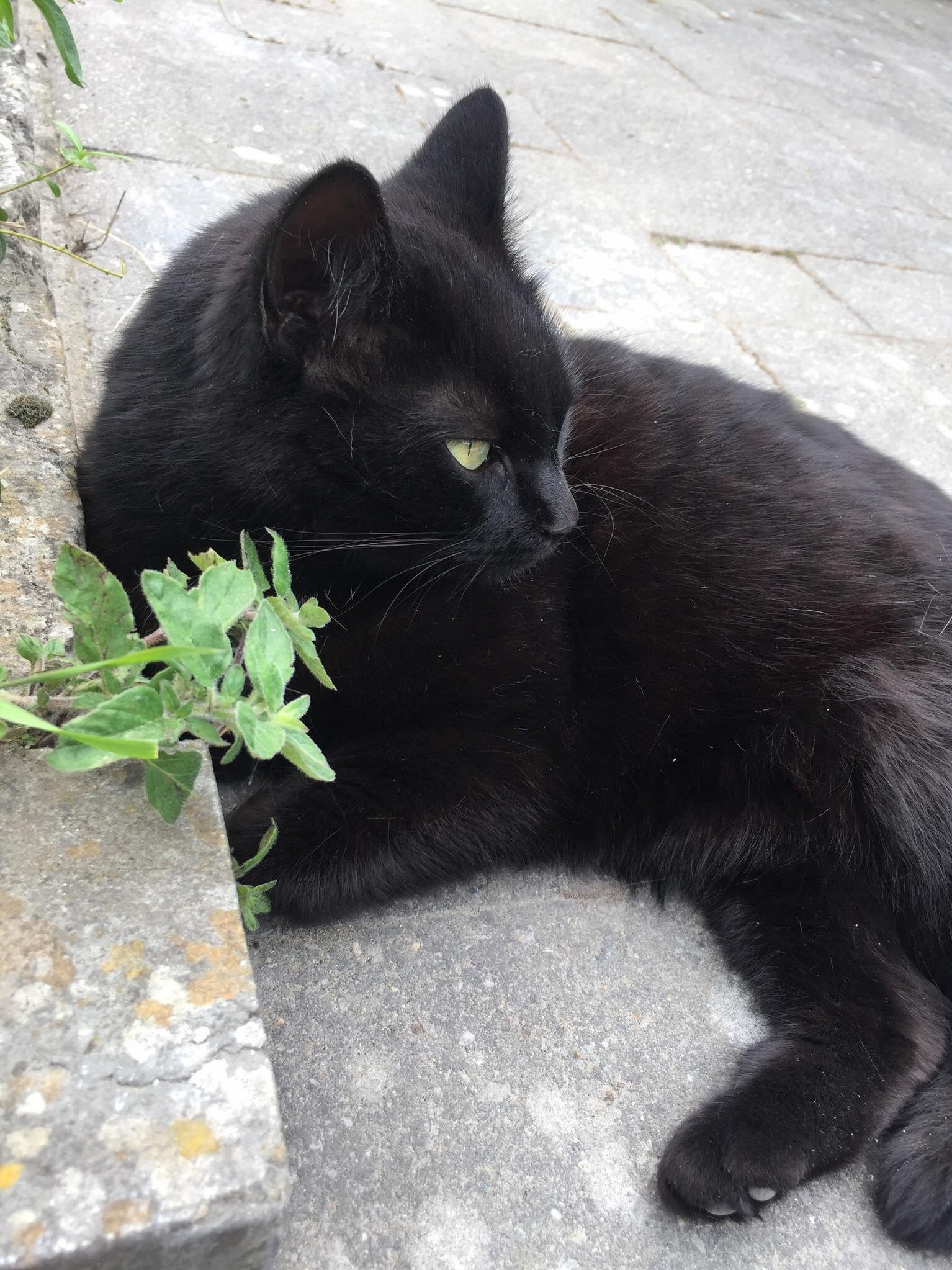 As Per Request; the Kitty That Comes by My House Daily!