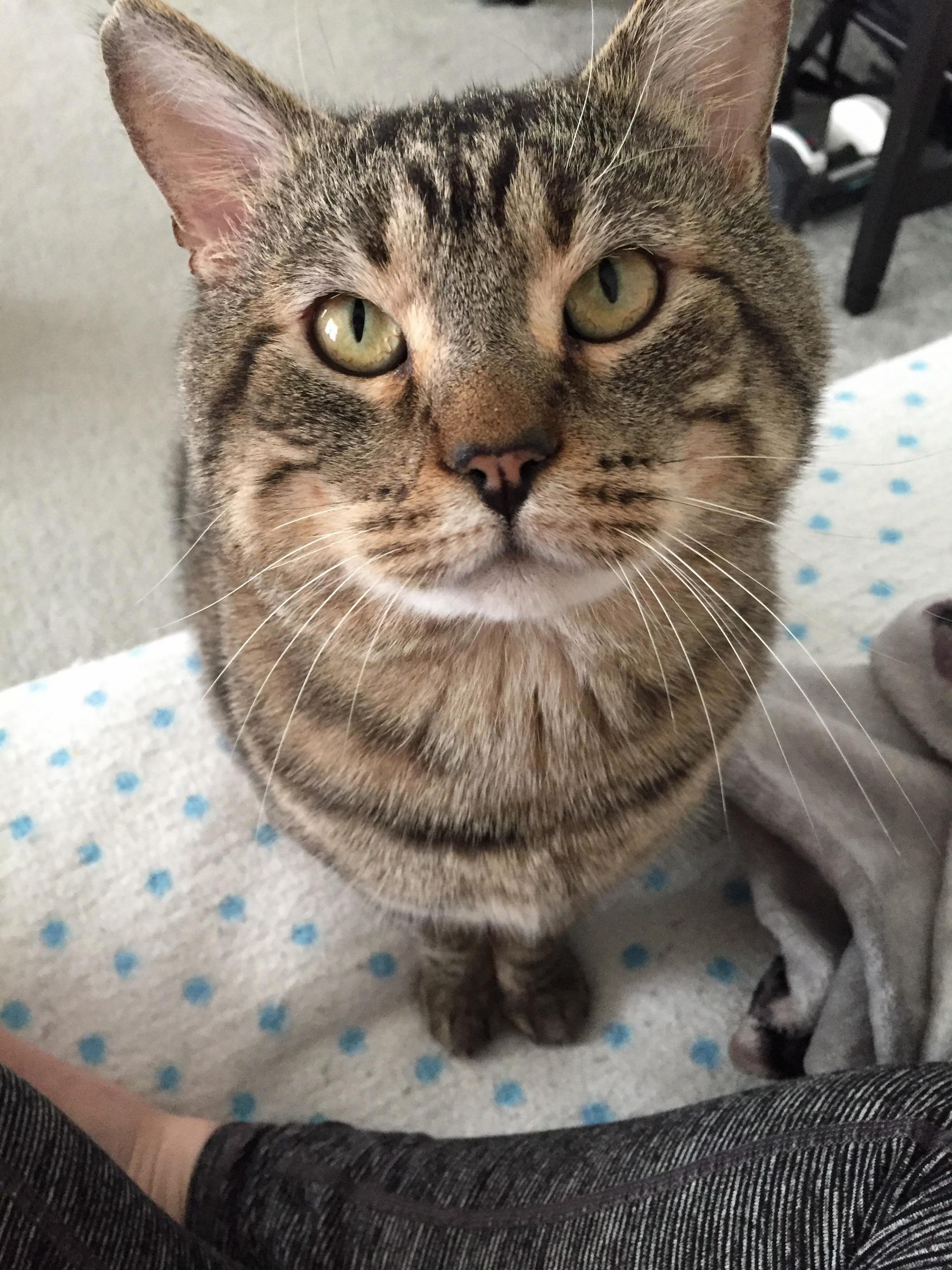 Asking for Pets