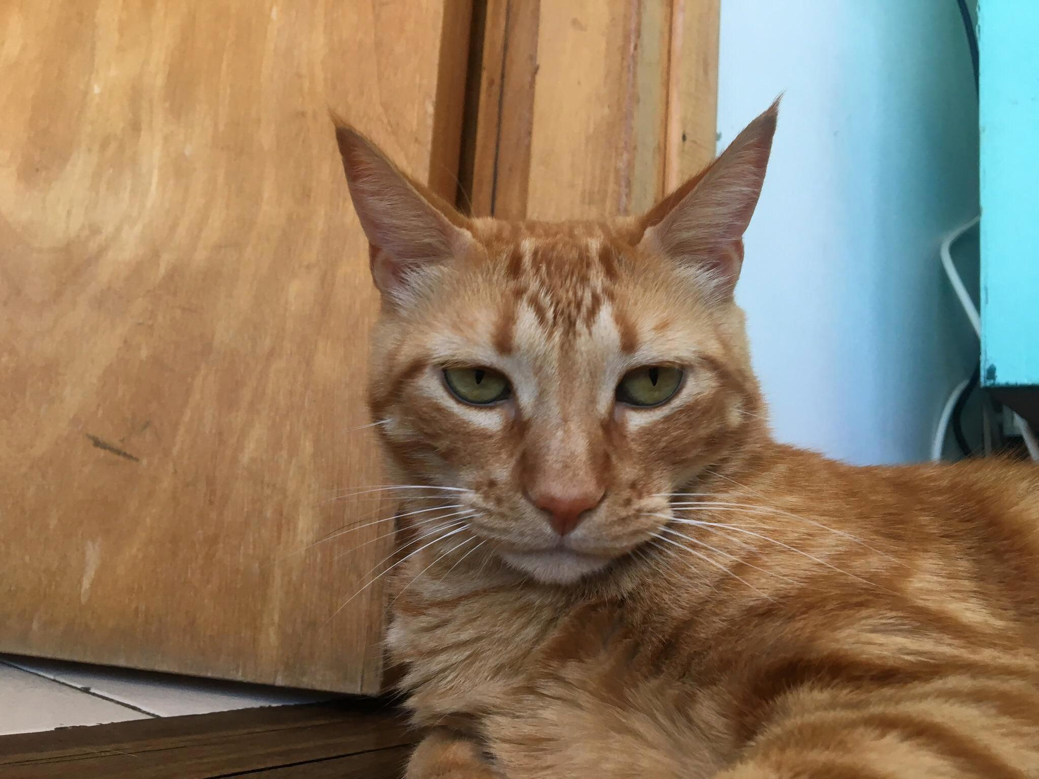 Astro Is Not Amused